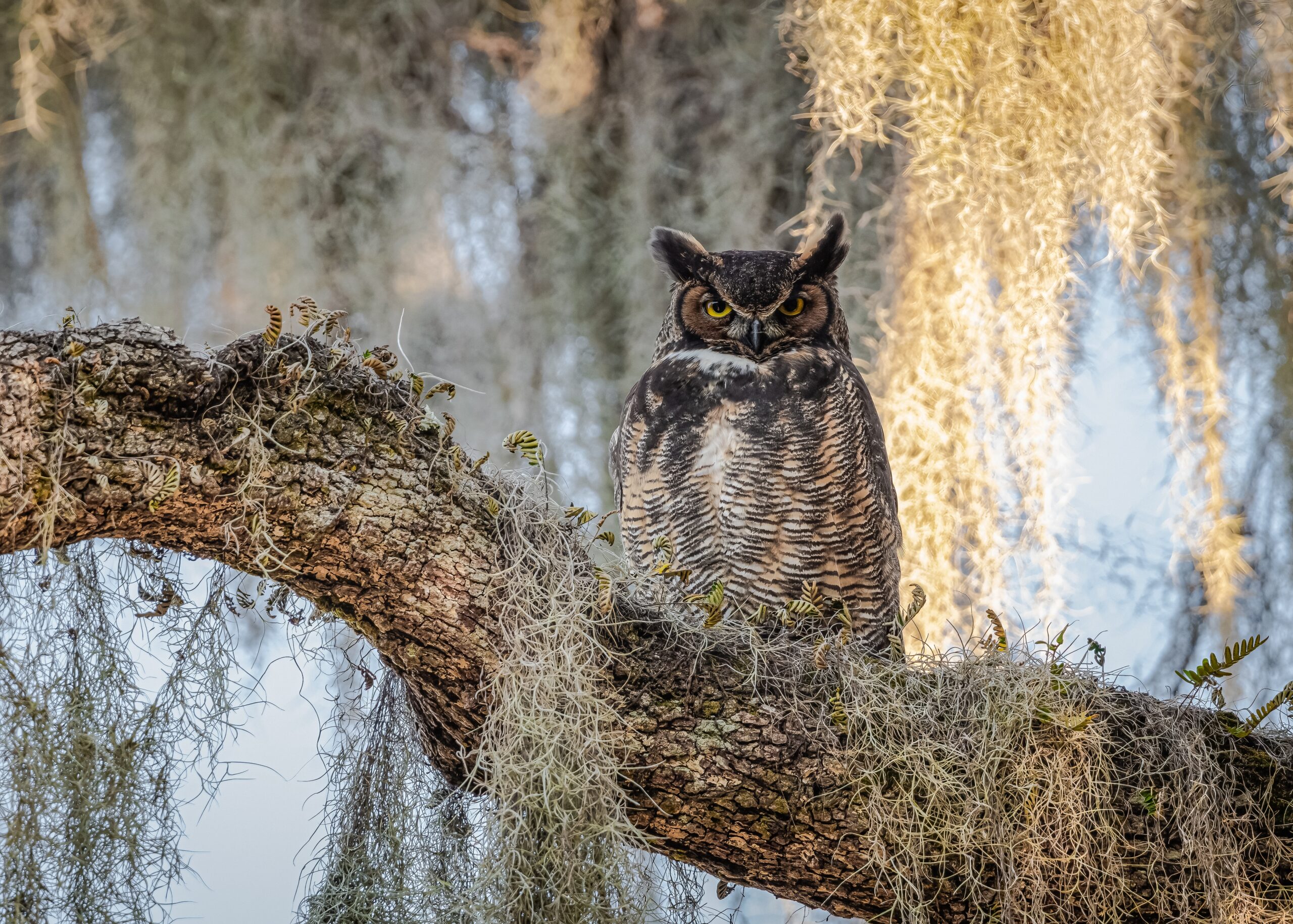 Great Horned Owl