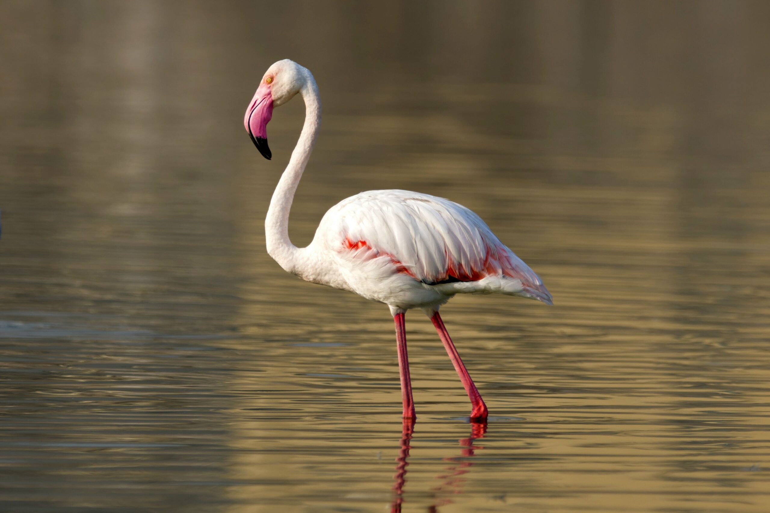 Greater Flamingo