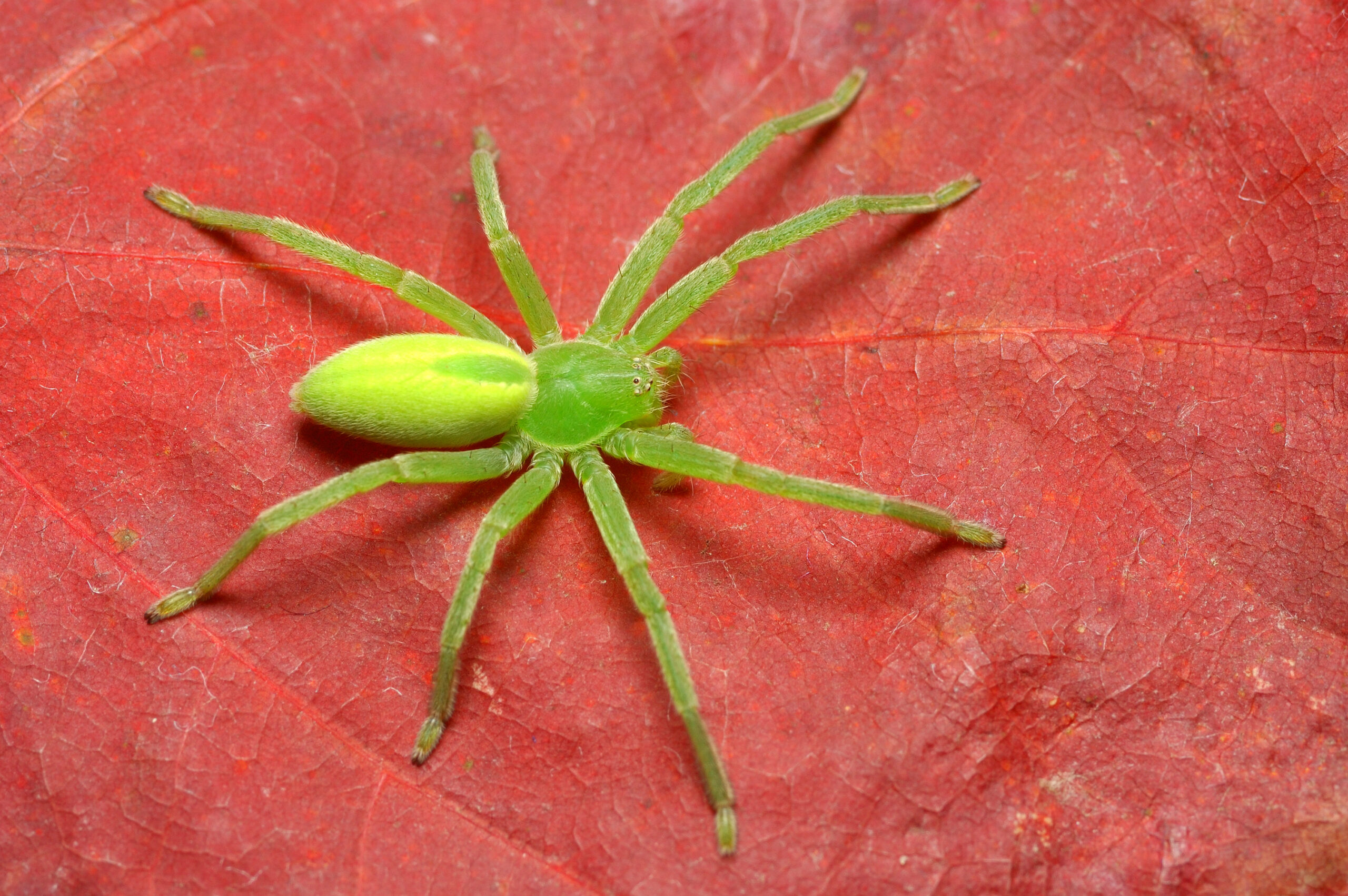 Green Huntsman Spider (Micrommata virescens)