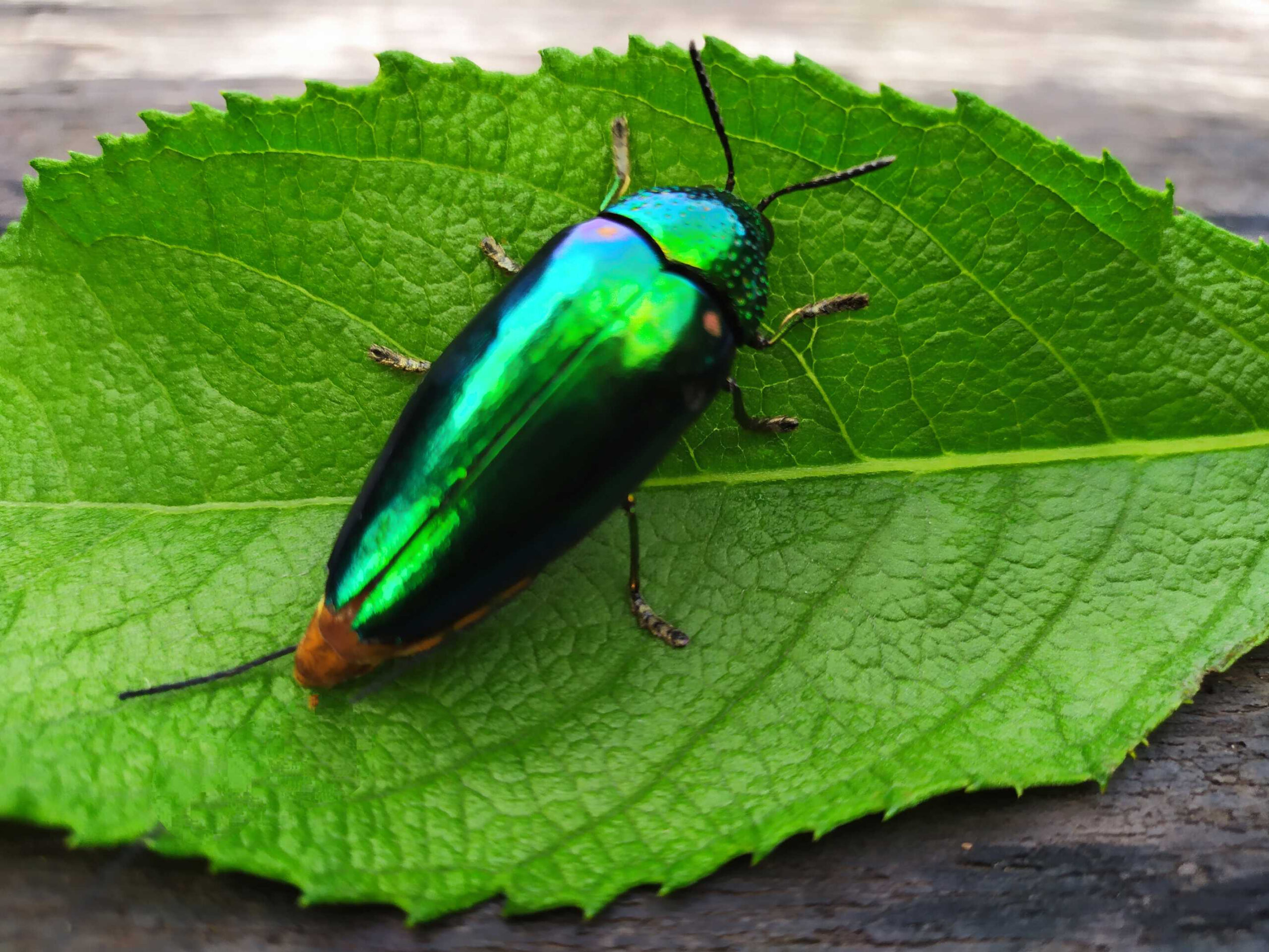 Green Jewel Beetle (Sternocera aequisignata)