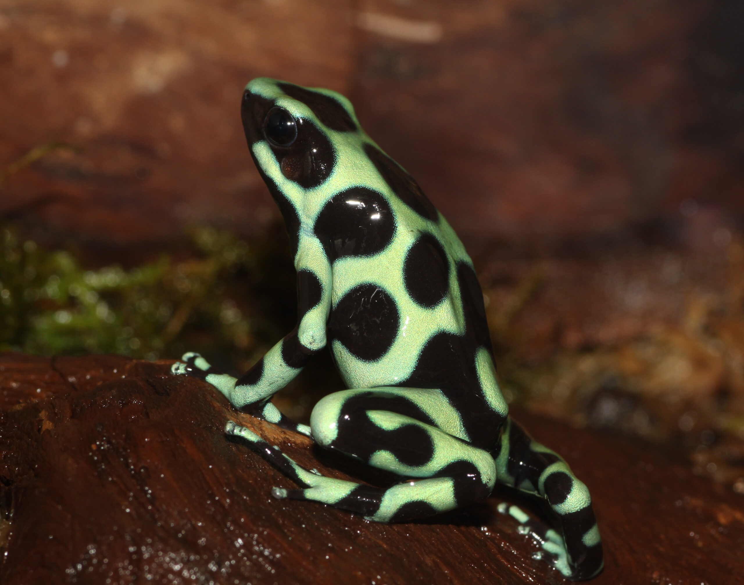 Green and Black Poison Dart Frog