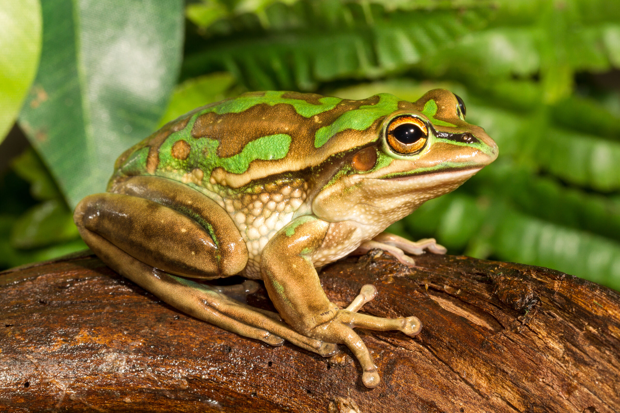 Green and Golden Bell Frog