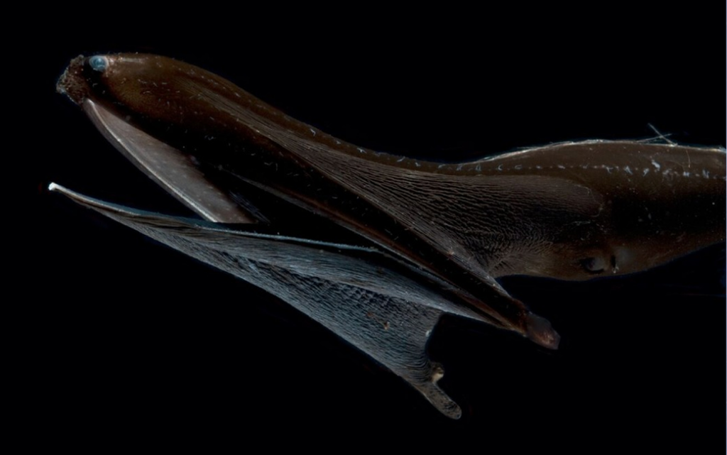 Gulper Eel