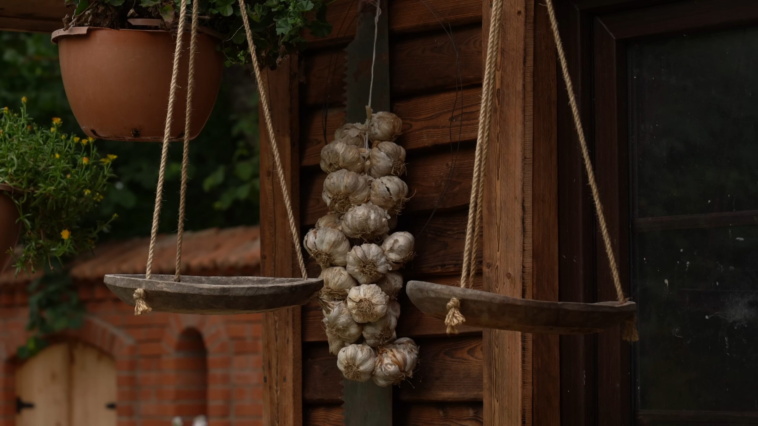 Hanging Garlic