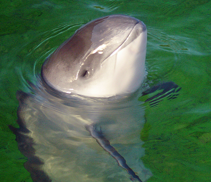 Harbor Porpoise