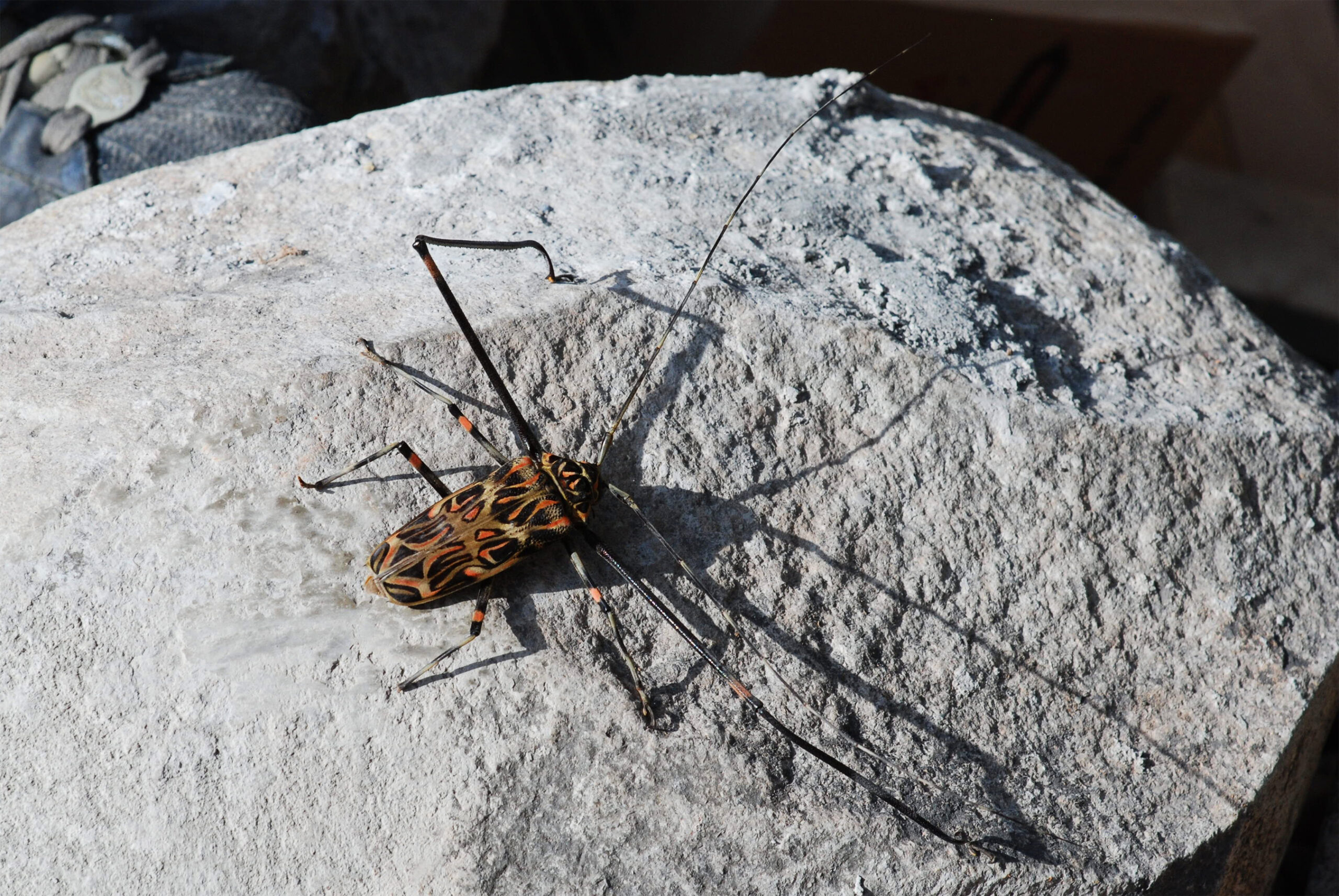 Harlequin Beetle