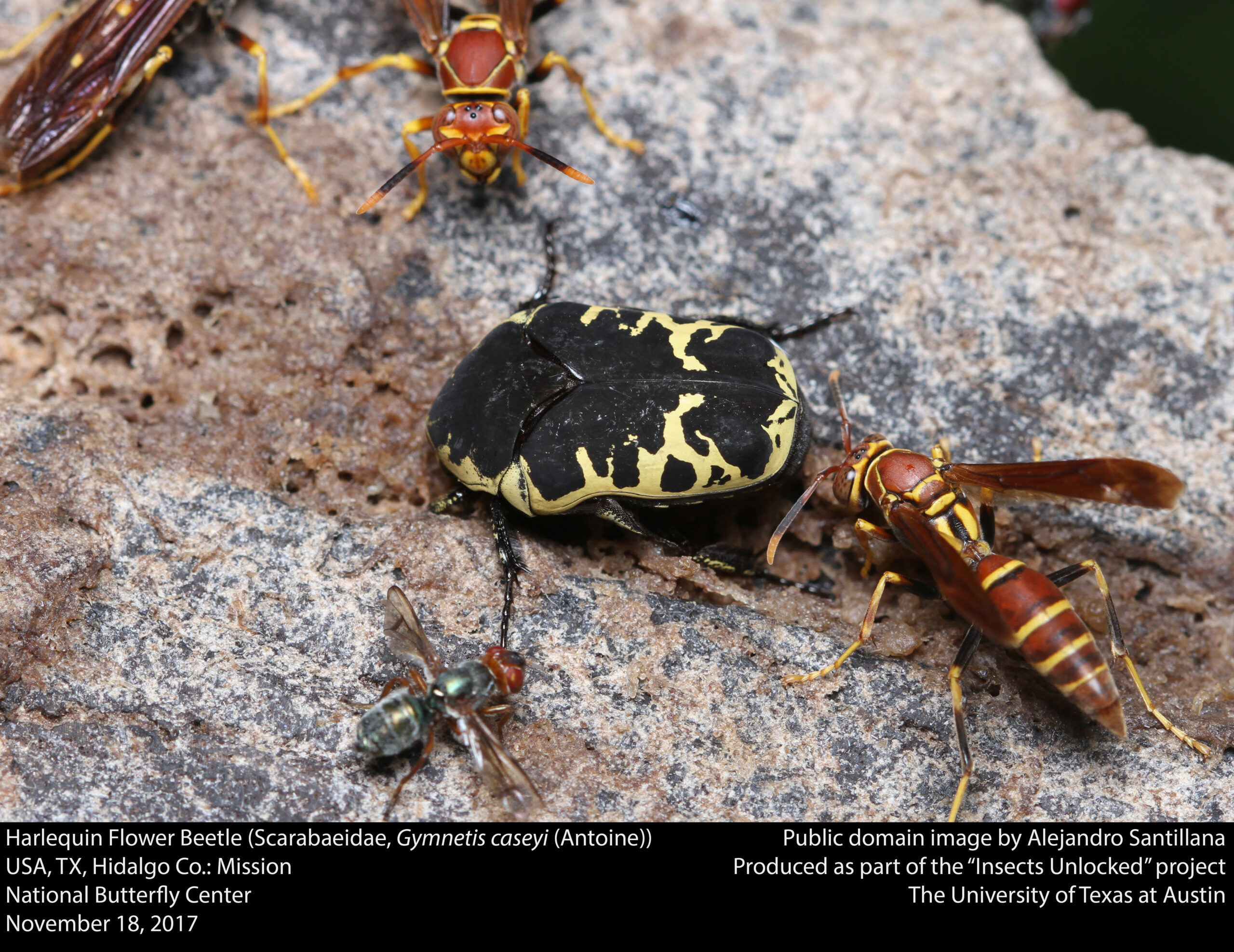 Harlequin Flower Beetle (Gymnetis caseyi)