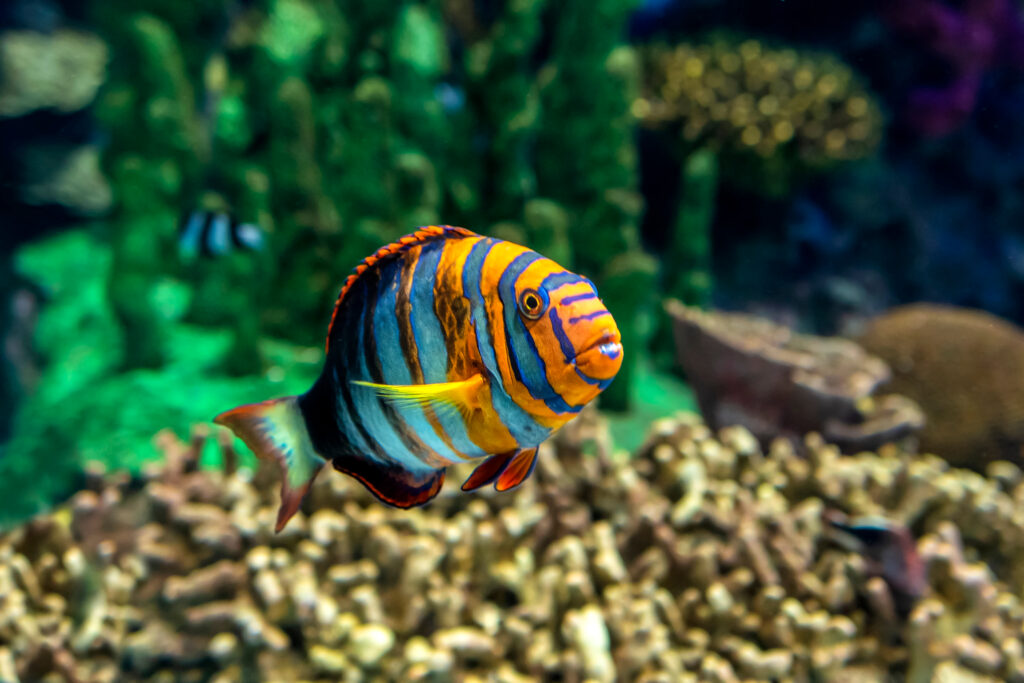 Harlequin Tuskfish