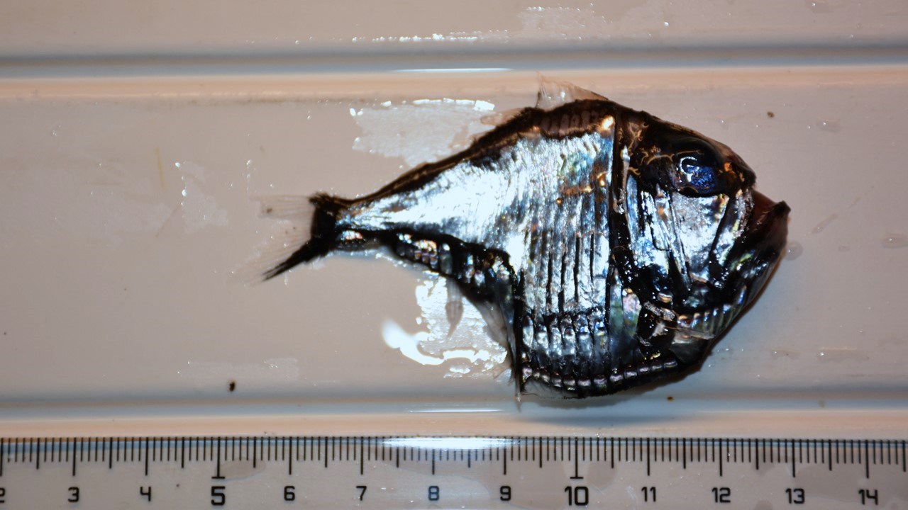 Hatchetfish