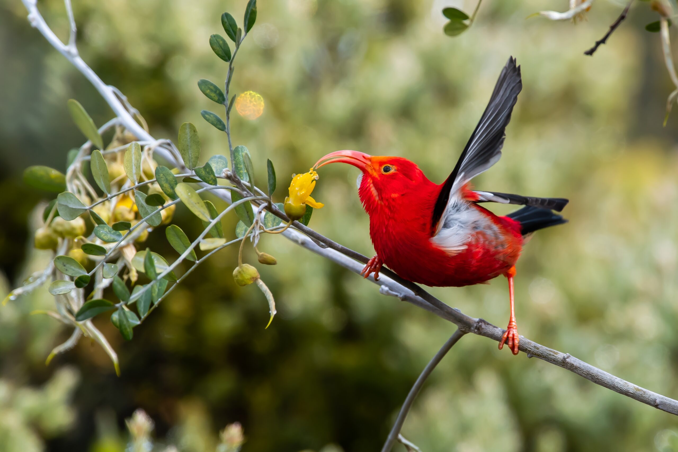 Hawaiian Honeycreeper