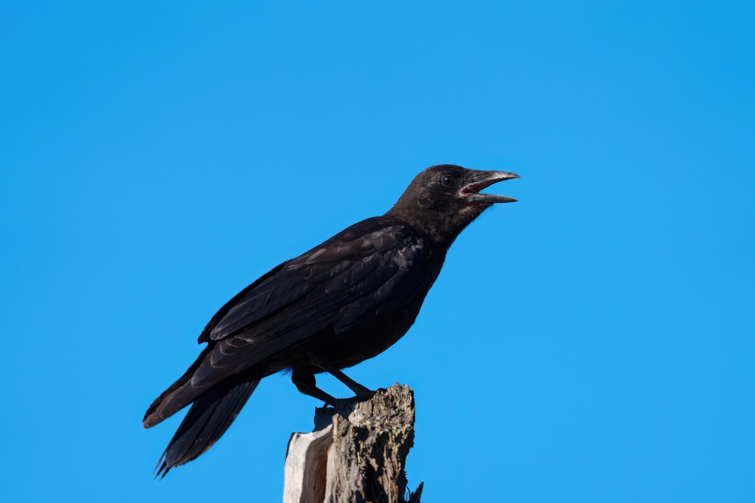 Hearing a Crow's Caw Foreshadows Bad News