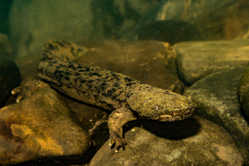 Hellbender Salamander