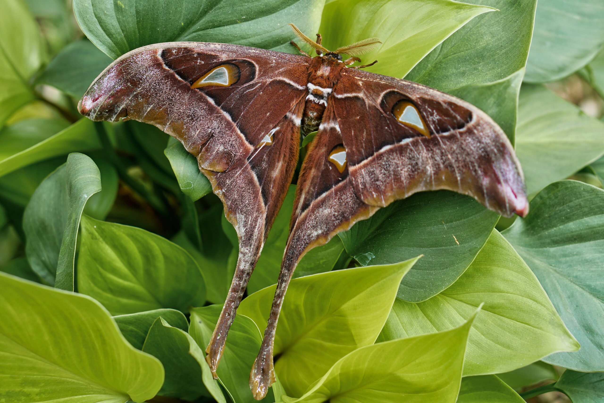 Hercules Moth