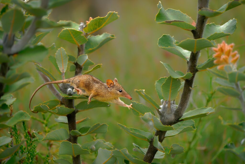 Honey Possum