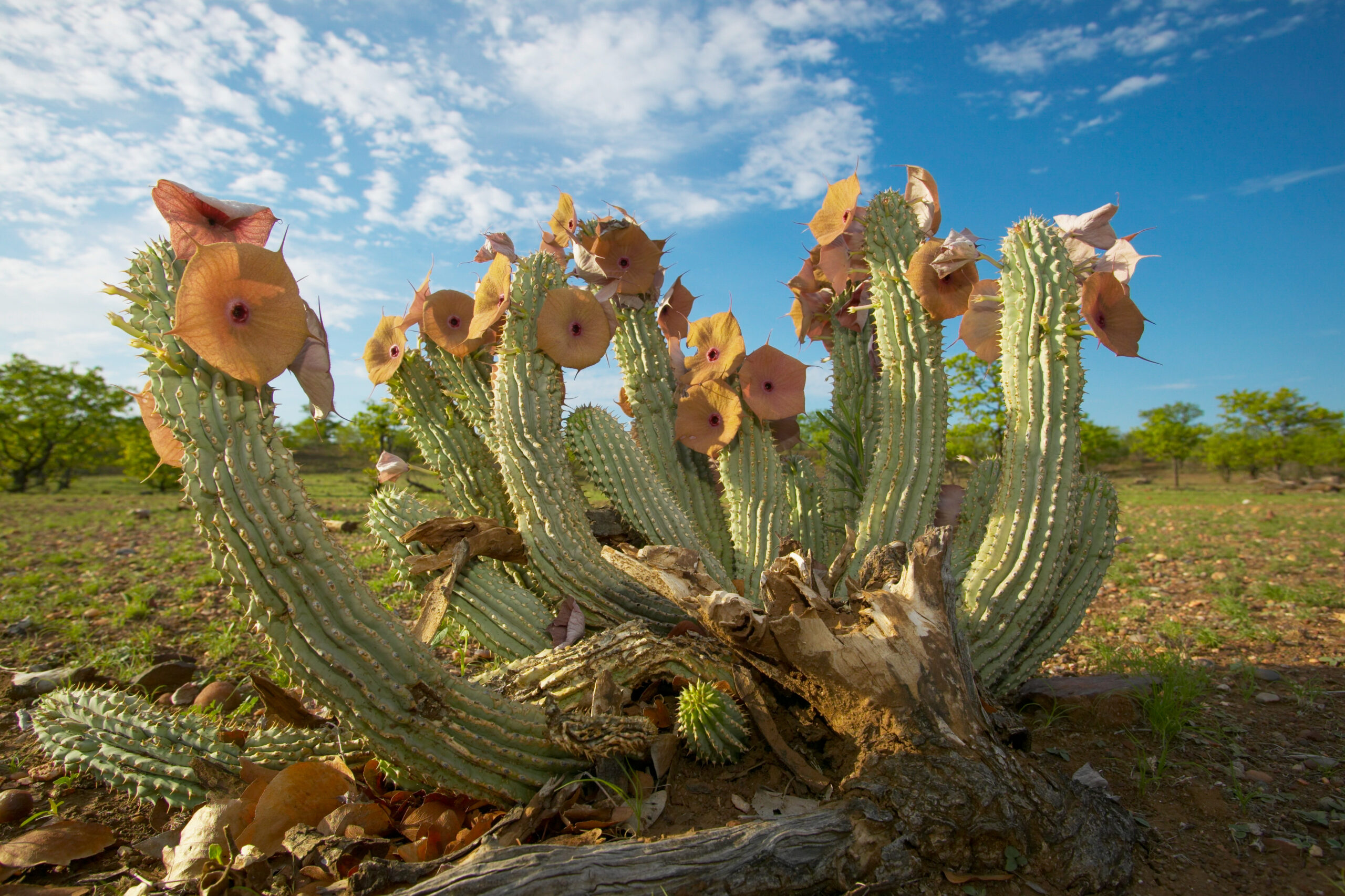 Hoodia (Hoodia gordonii)