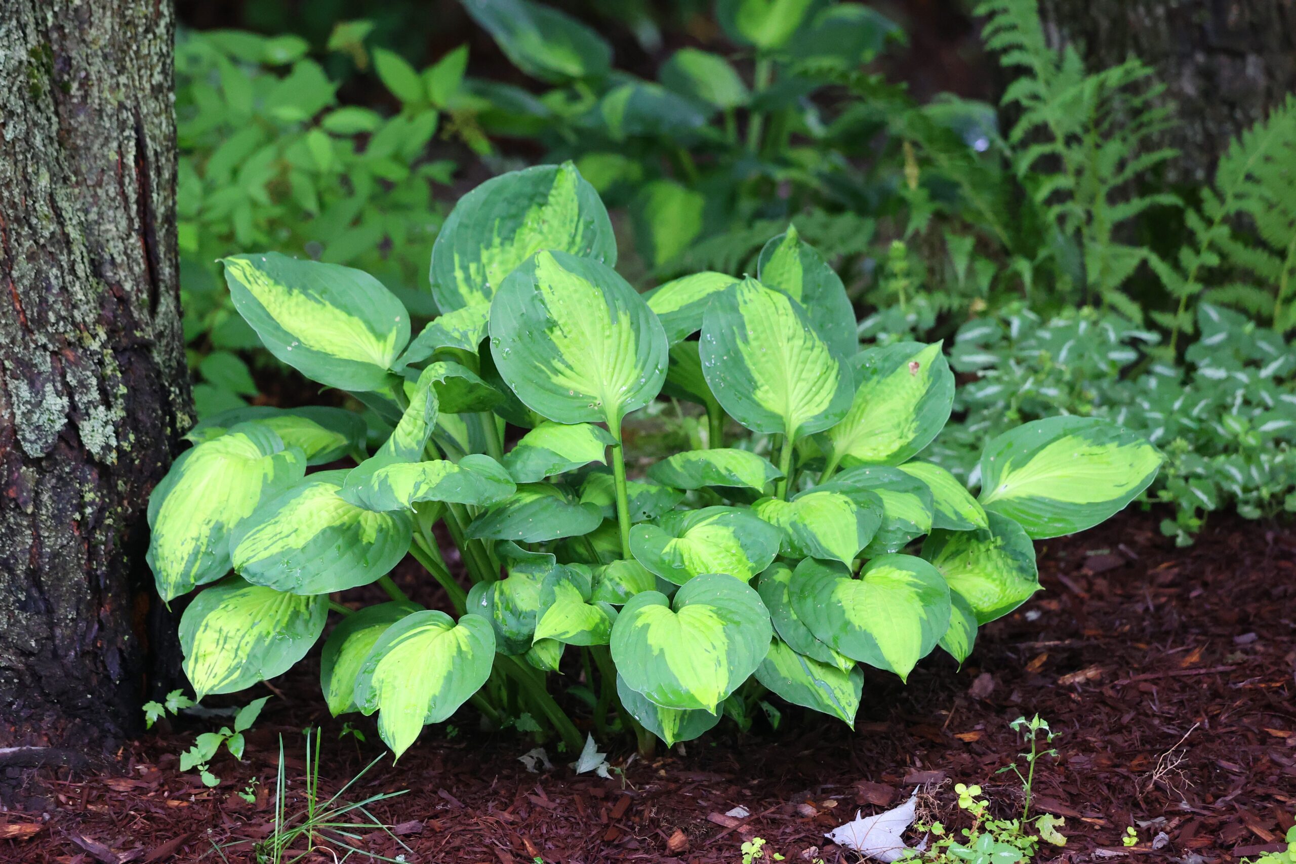 Hostas