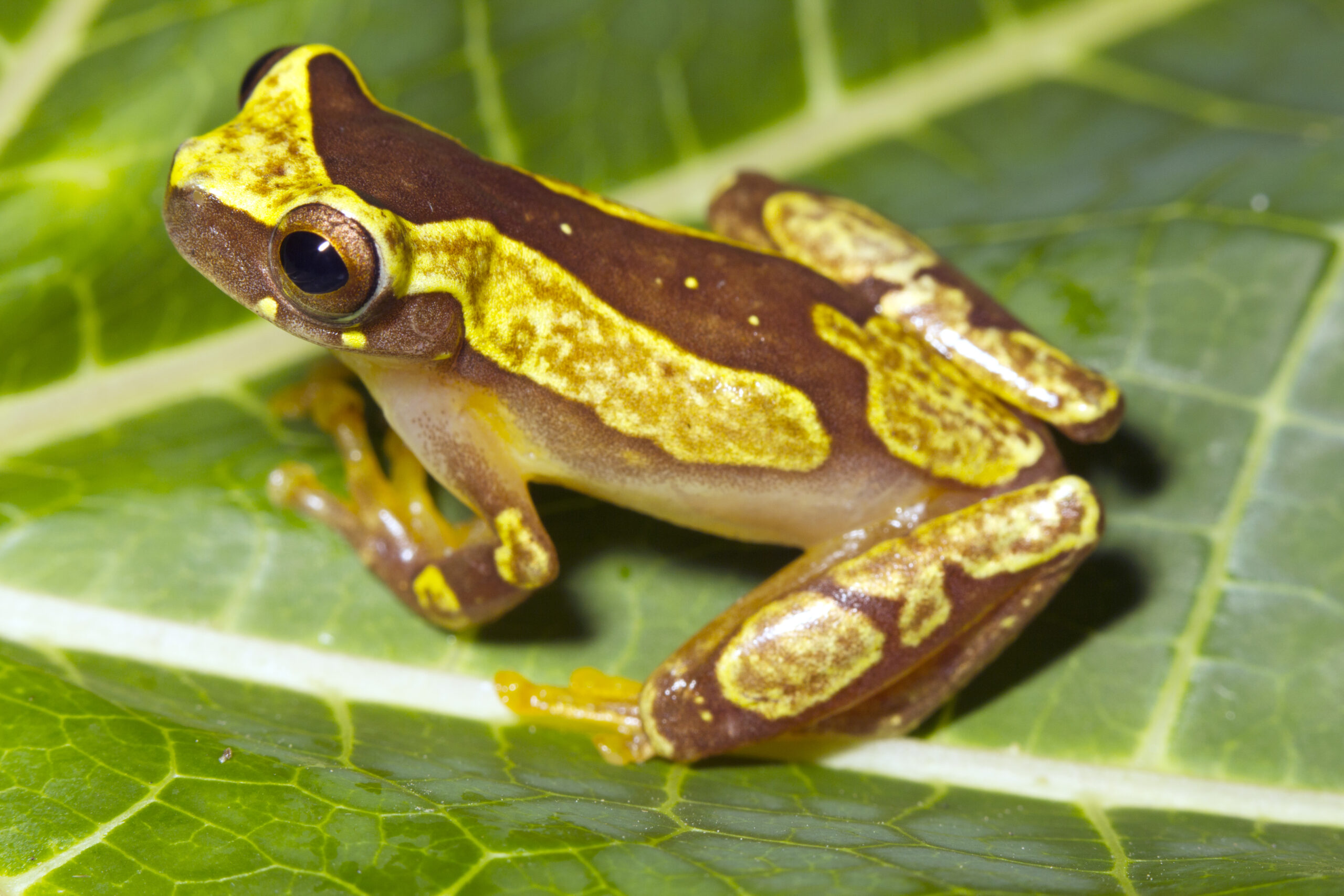 Hourglass Tree Frog