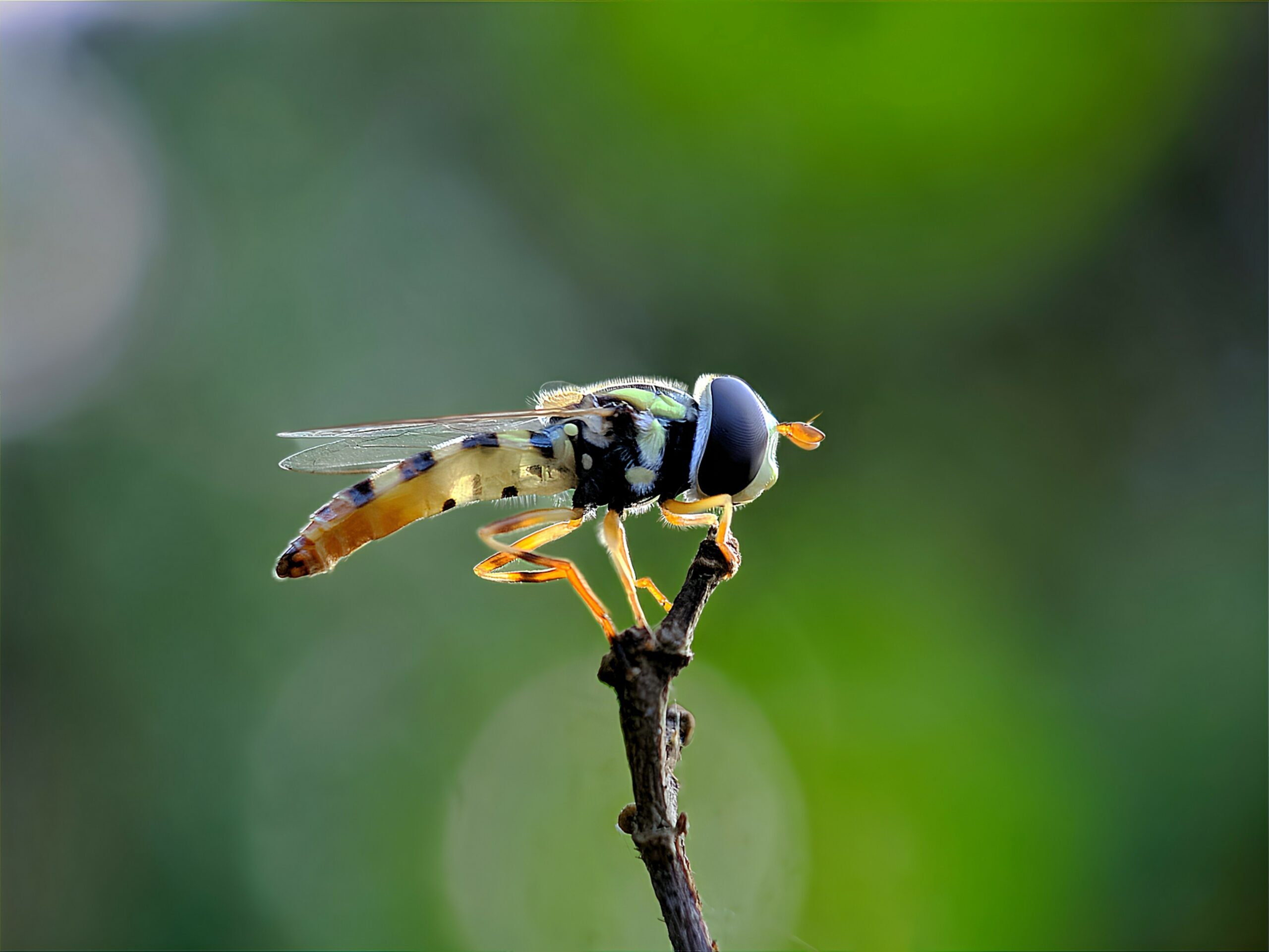 Hoverflies