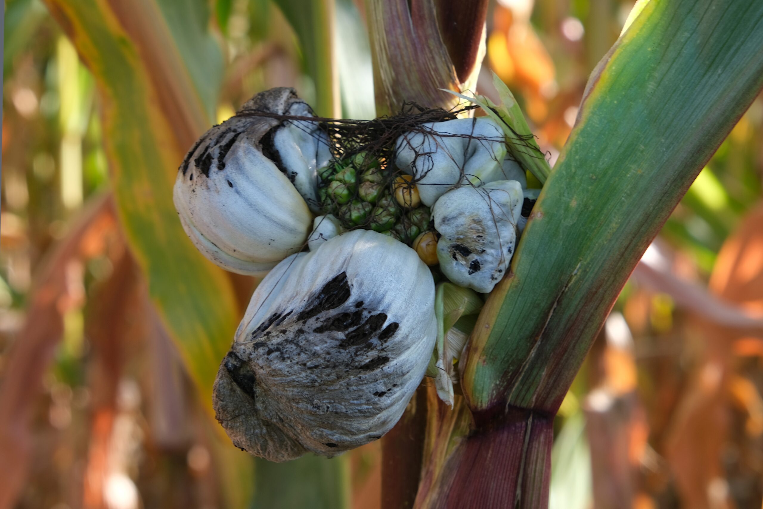 Huitlacoche (Mexico)