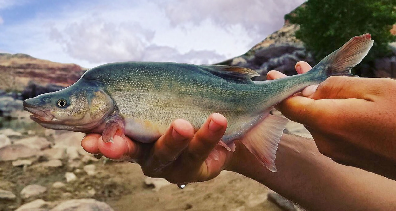 Humpback Chub