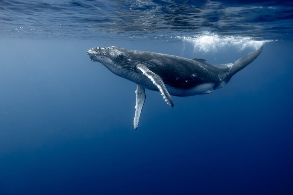 Humpback Whale