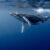 10 Oldest Whale Species in the World