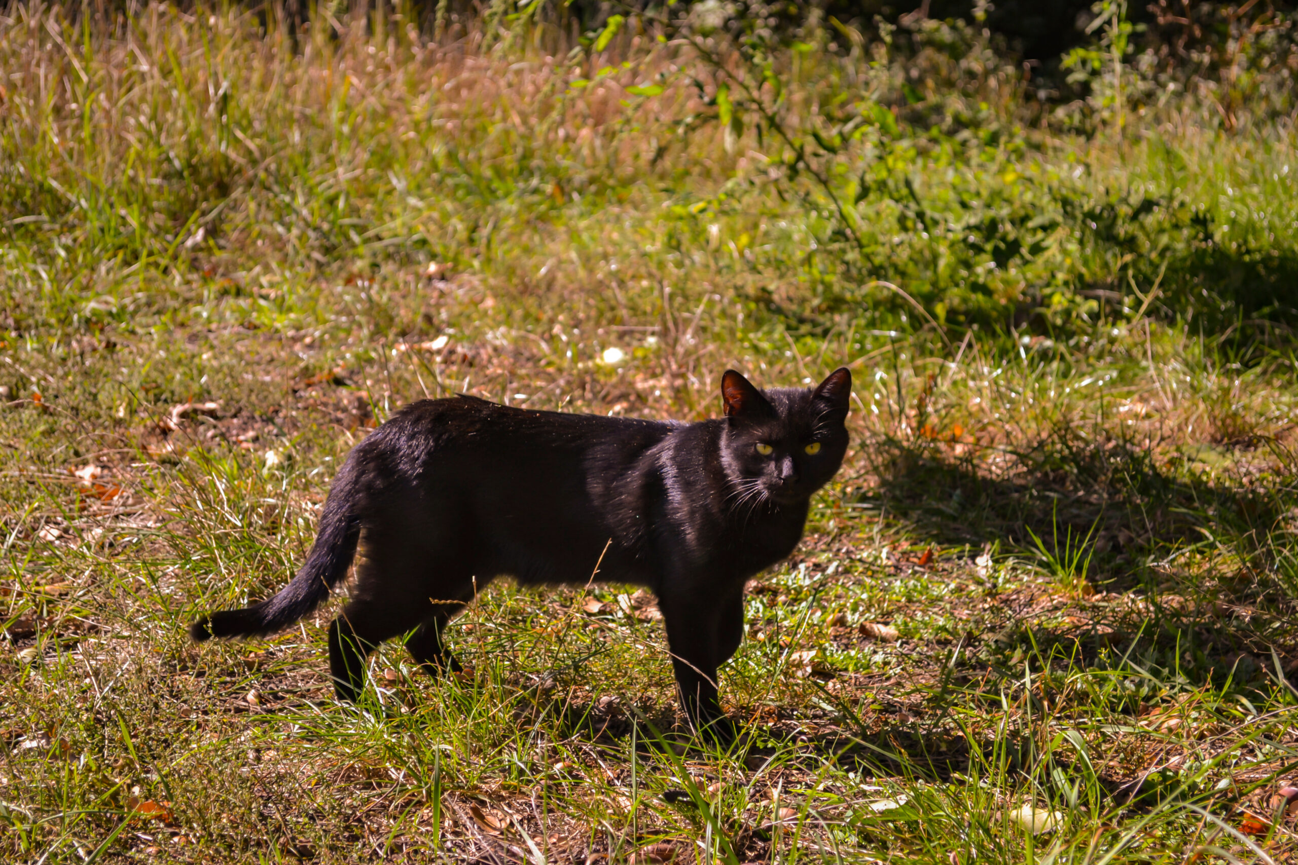 If a Black Cat Crosses Your Path, Misfortune Follows