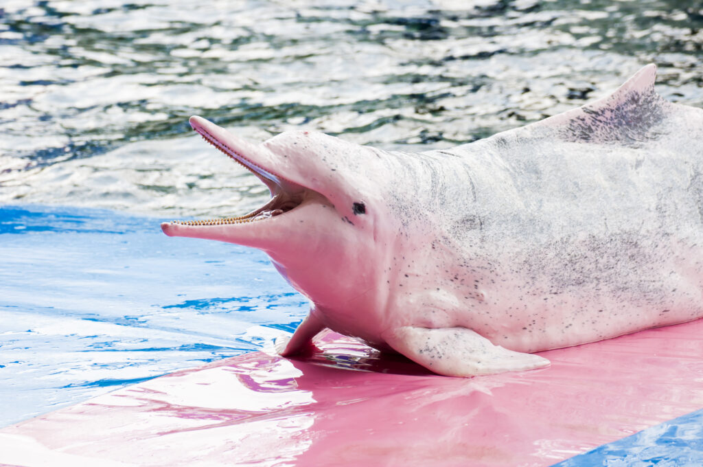 Indo-Pacific Humpback Dolphin