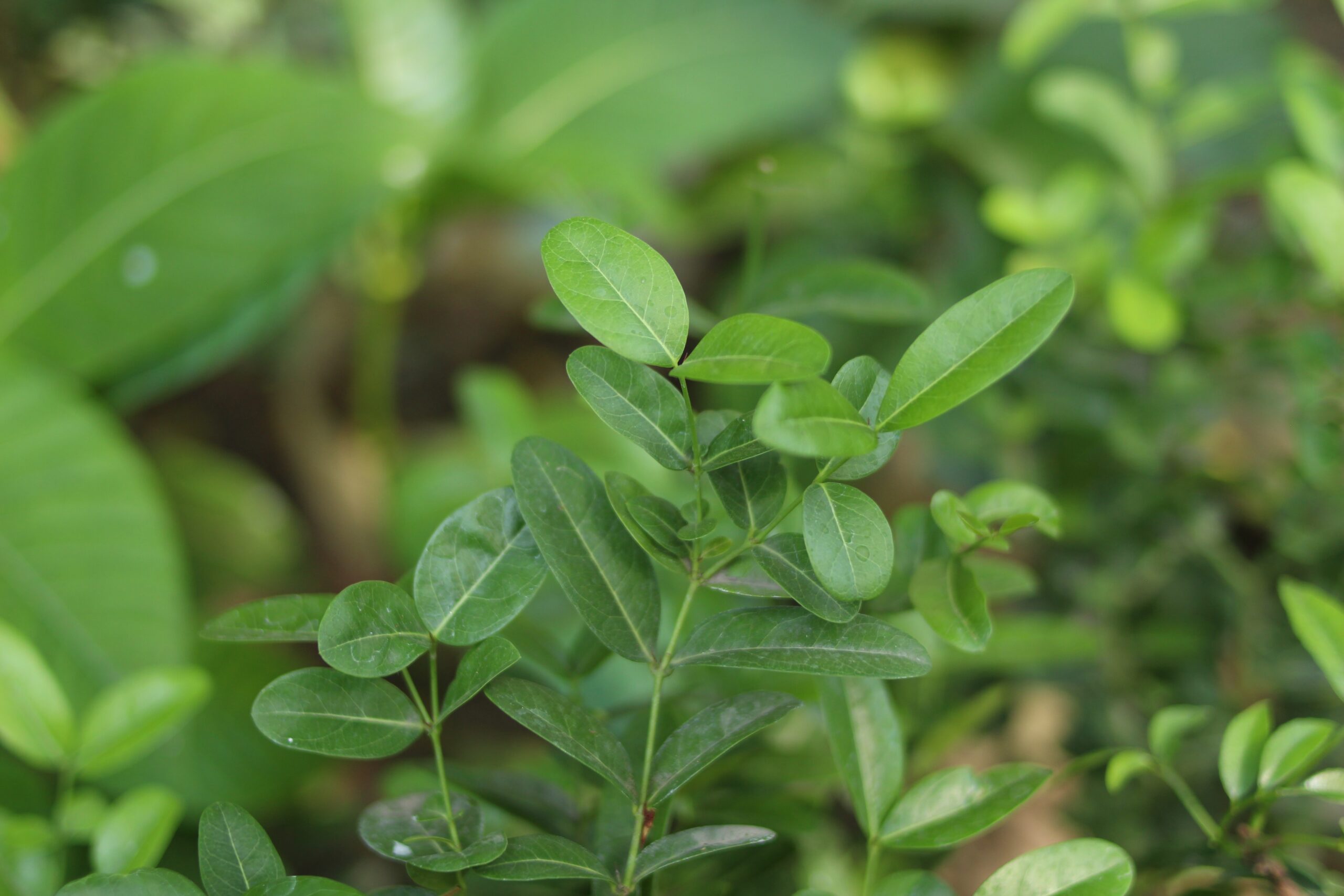 Jaborandi (Pilocarpus jaborandi)