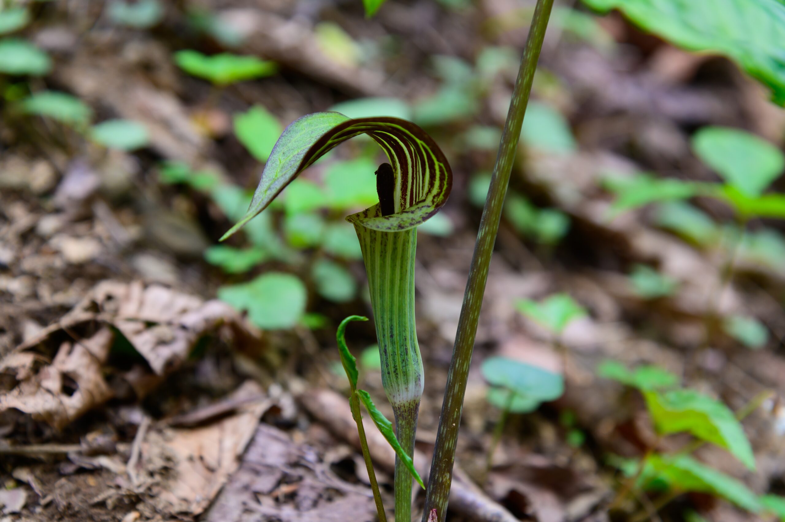 Jack-in-the-Pulpit