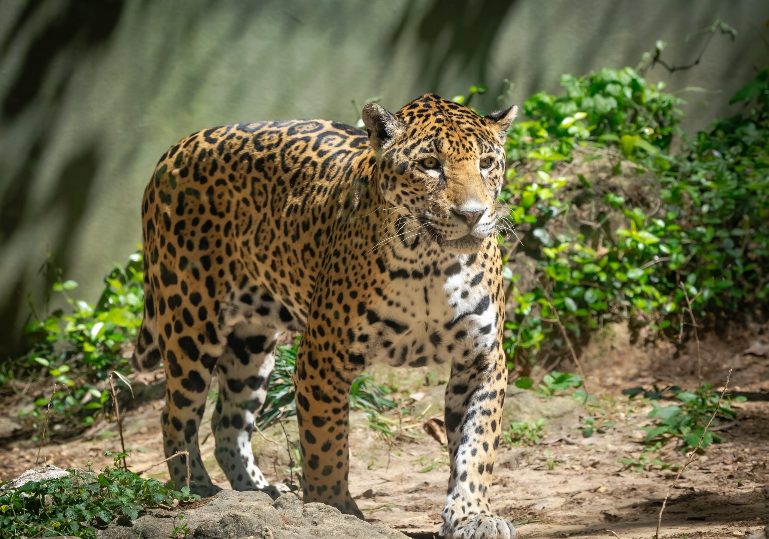 Jaguar