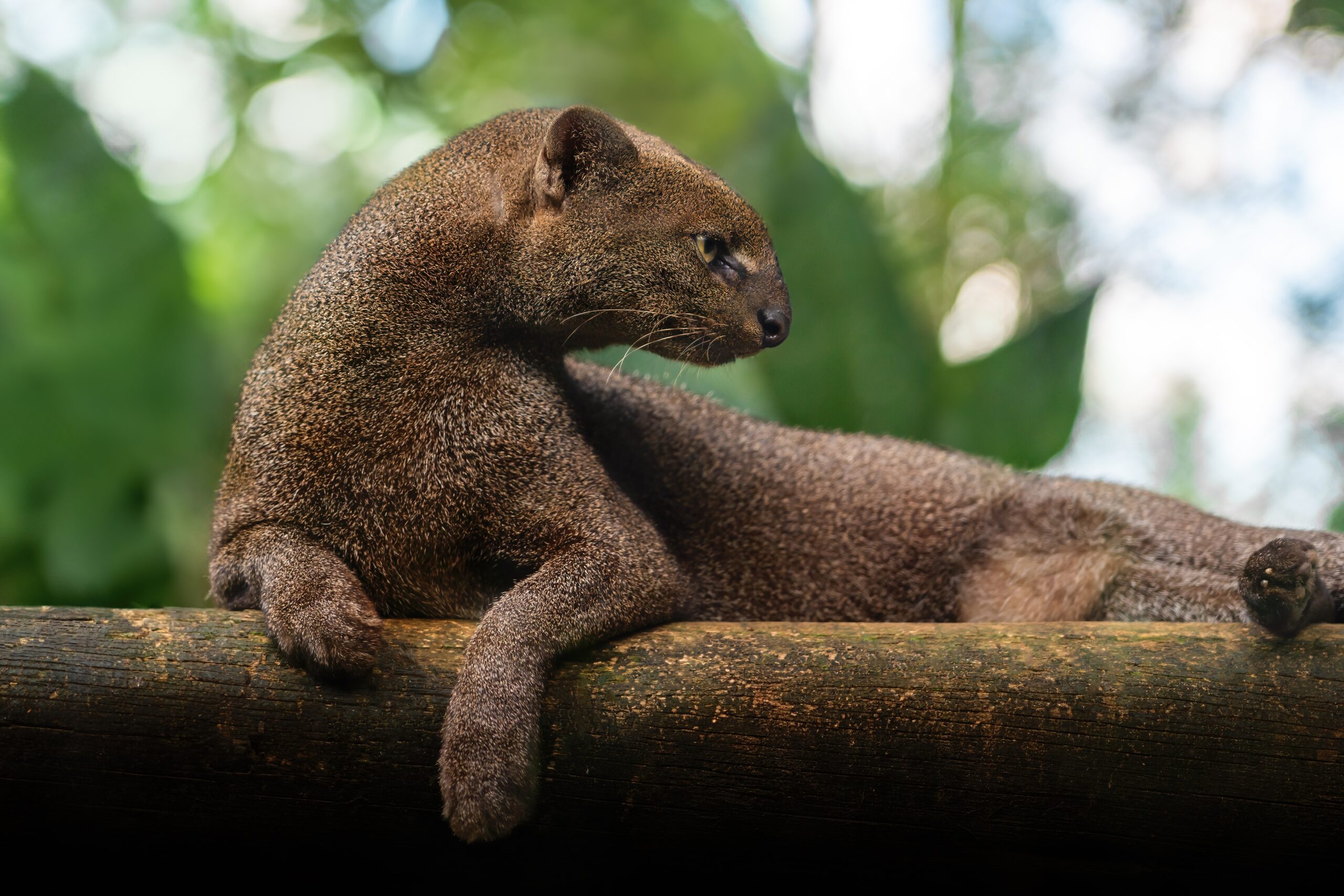 Jaguarundi