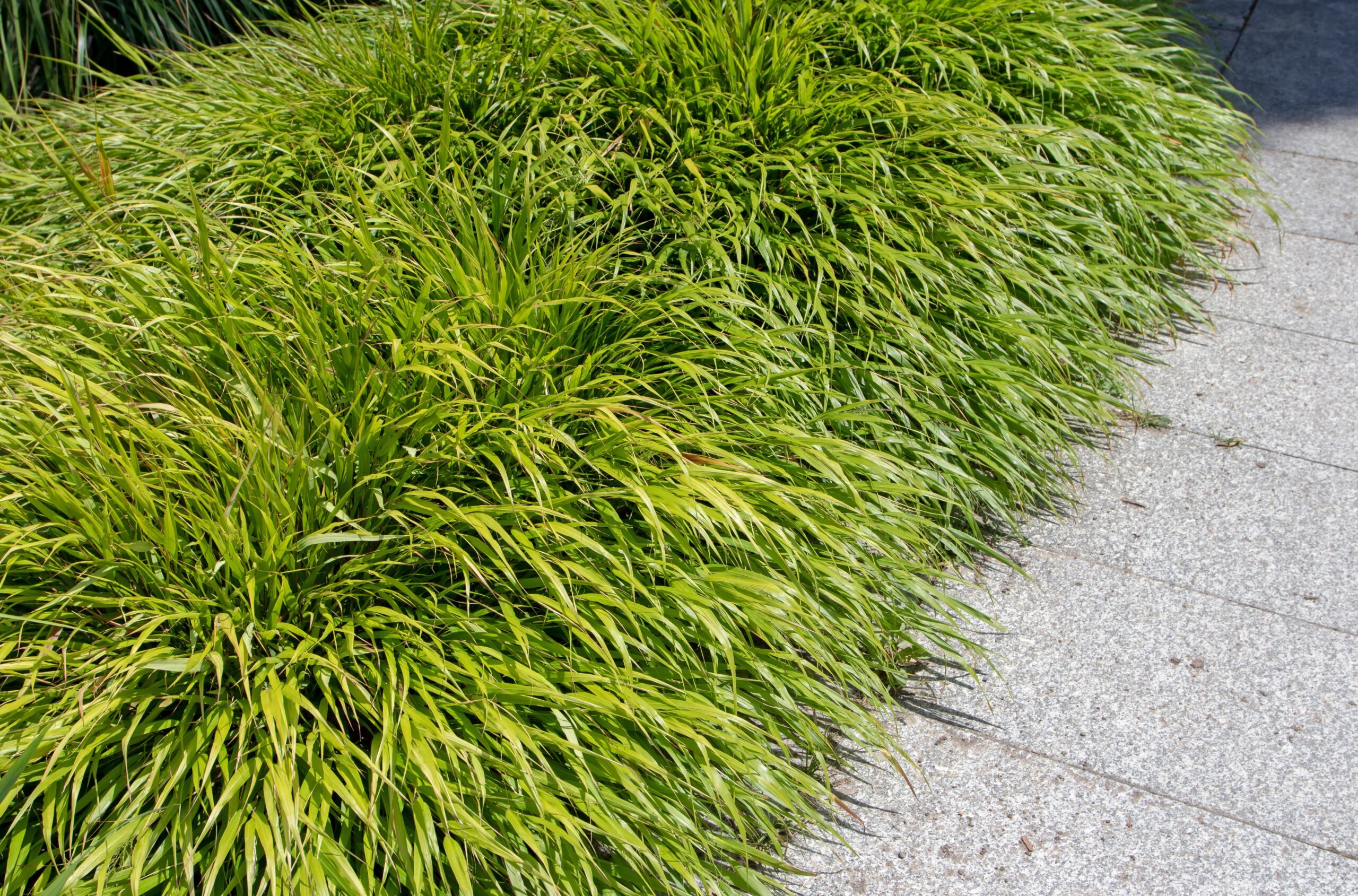 Japanese Forest Grass