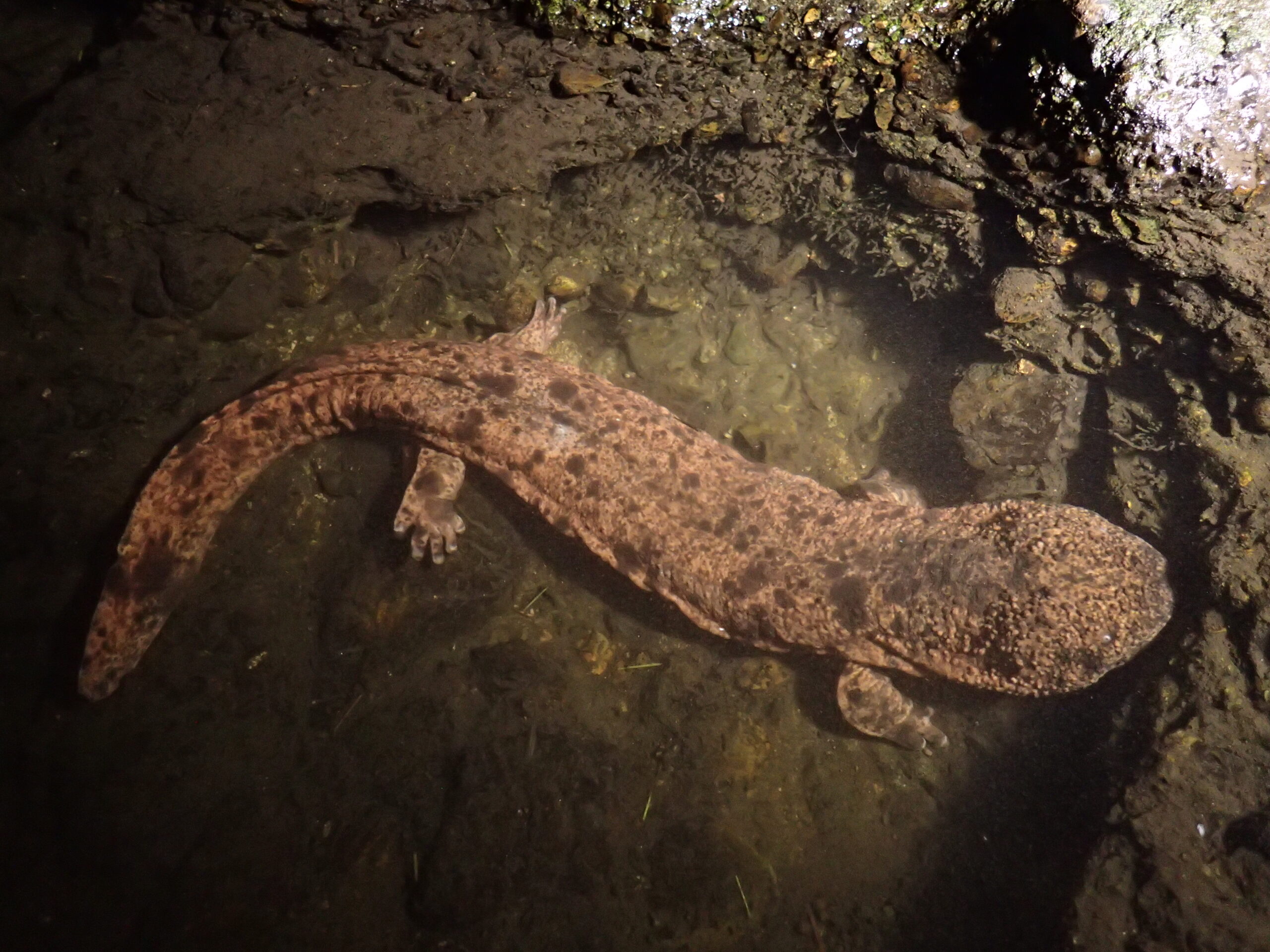 Japanese Giant Salamander (Andrias japonicus)