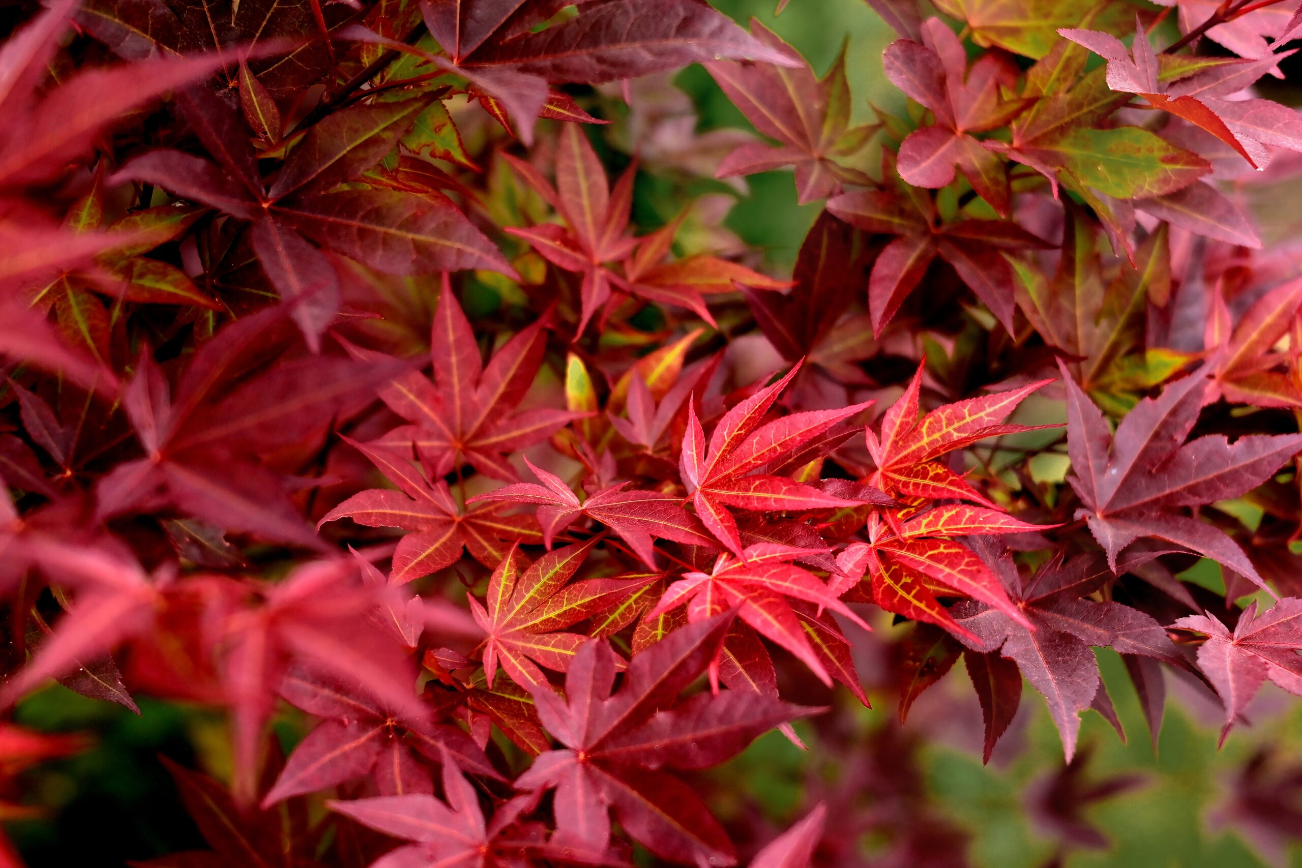 Japanese Maple