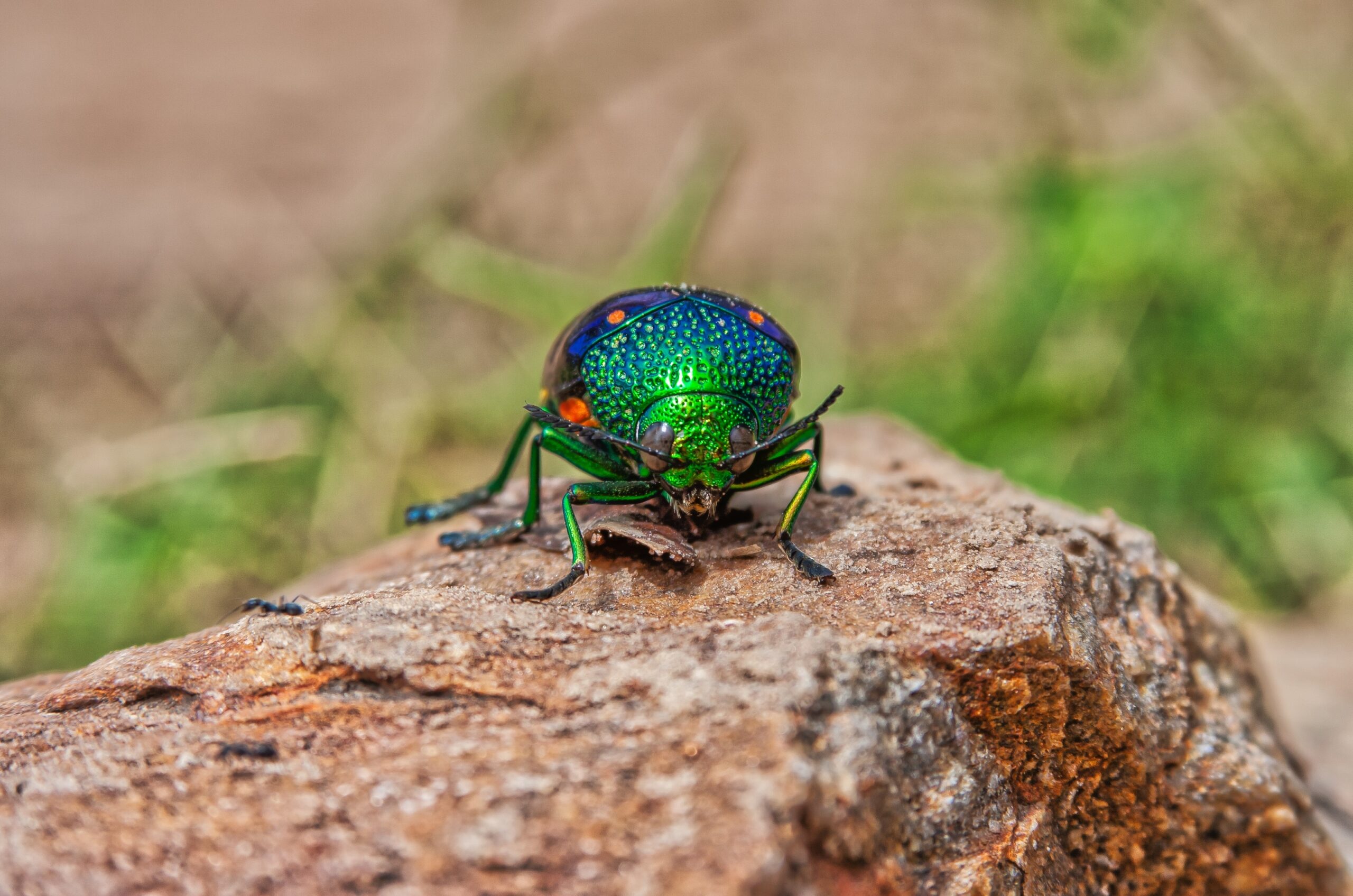 Jewel Beetle (Chrysochroa rajah)