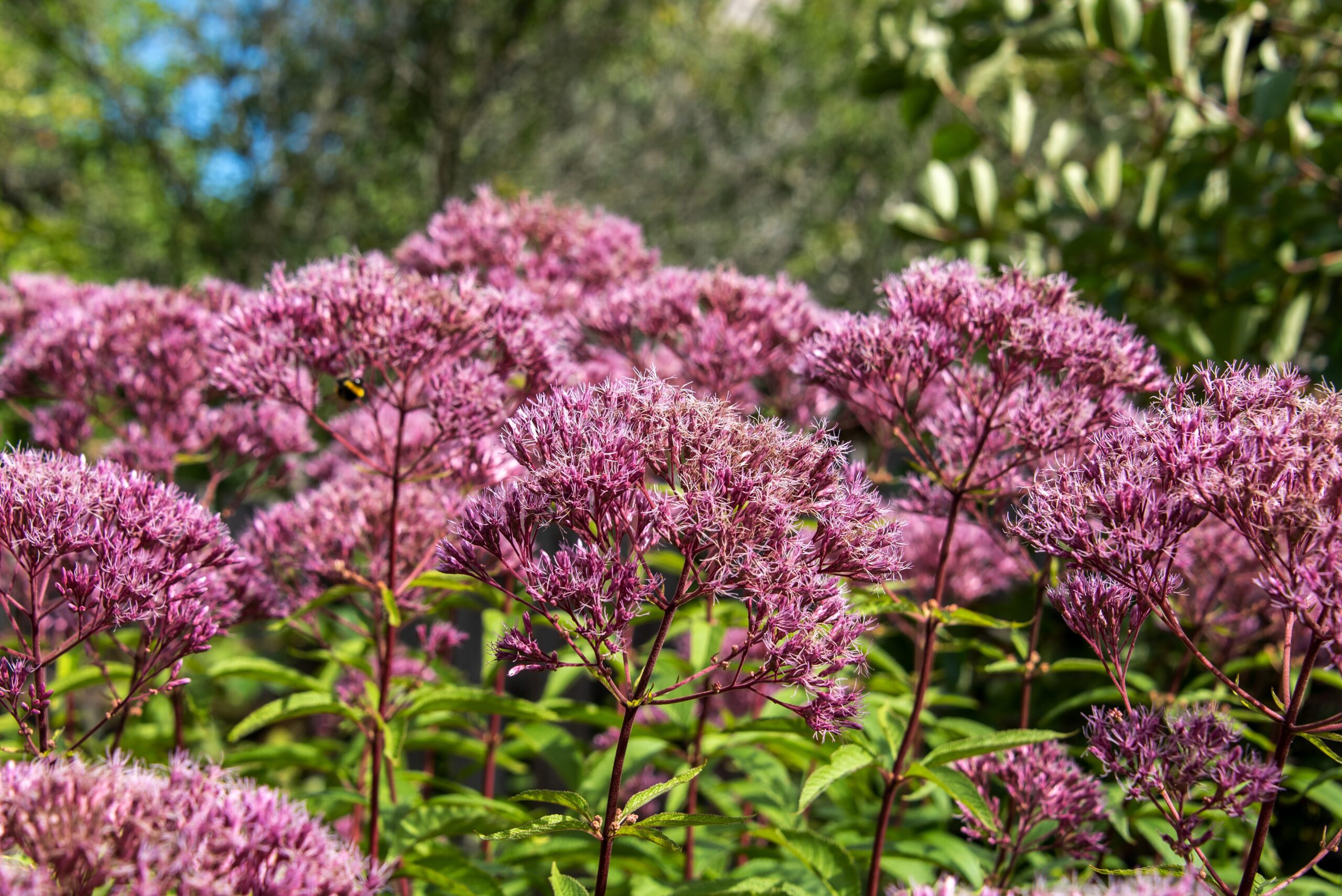 Joe-Pye Weed (Eutrochium purpureum)