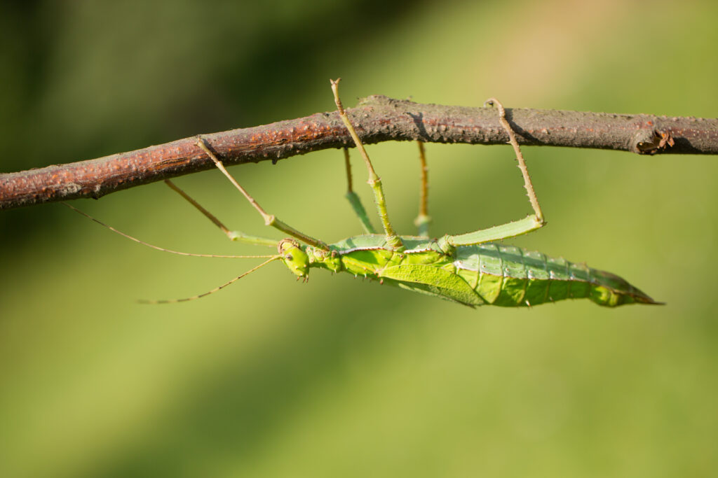 Jungle Nymph