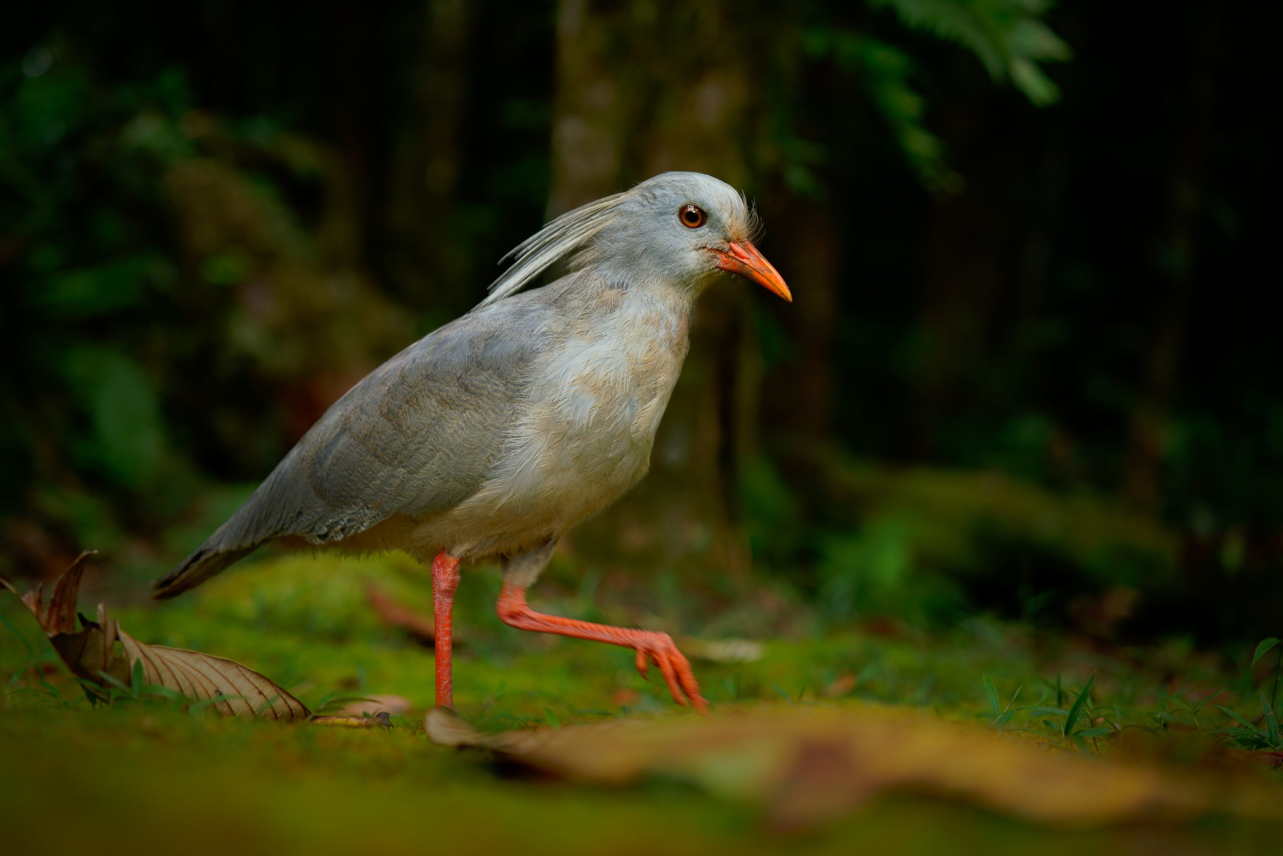 Kagu