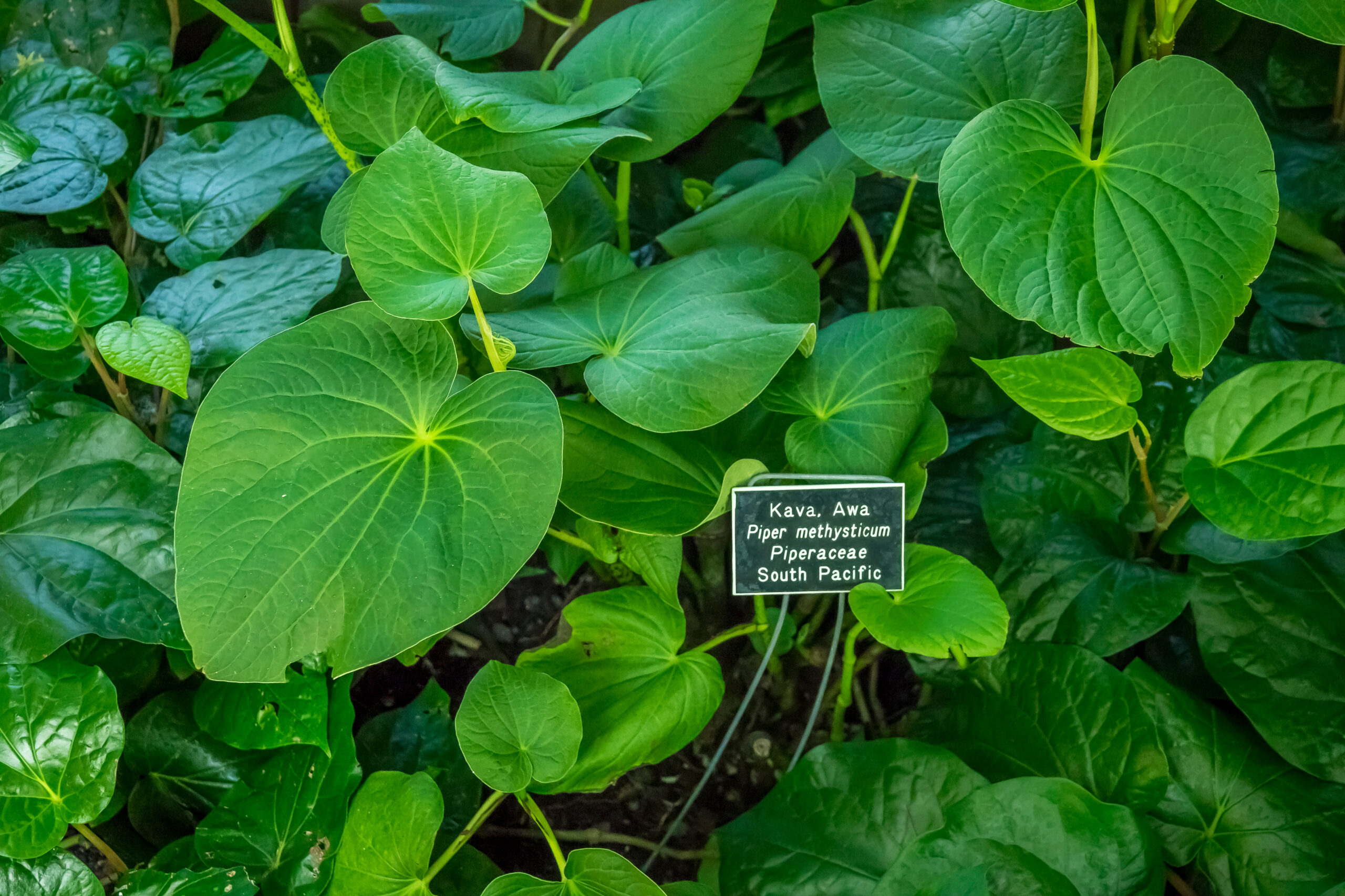 Kava (Piper methysticum)