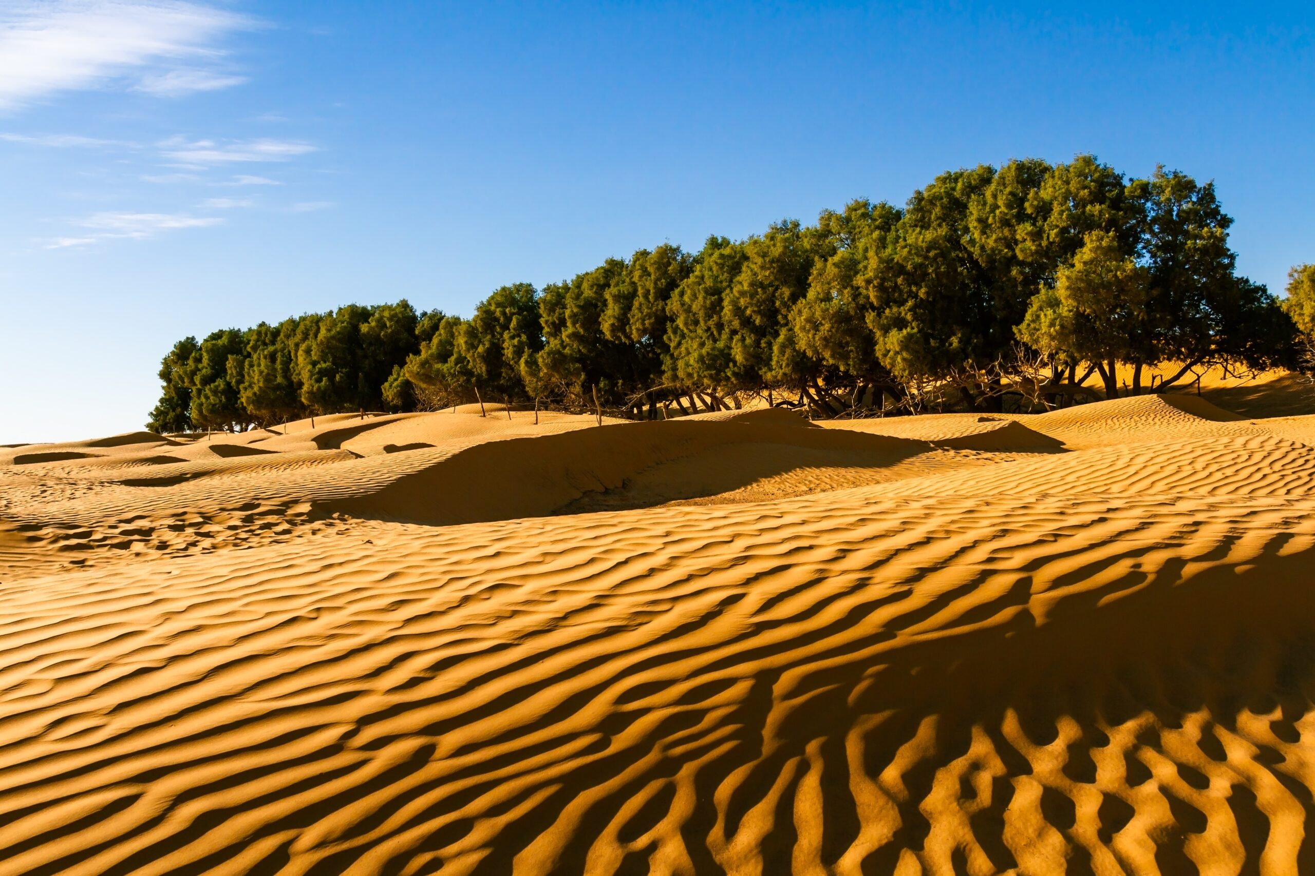 Ksar Ghilane Oasis, Tunisia