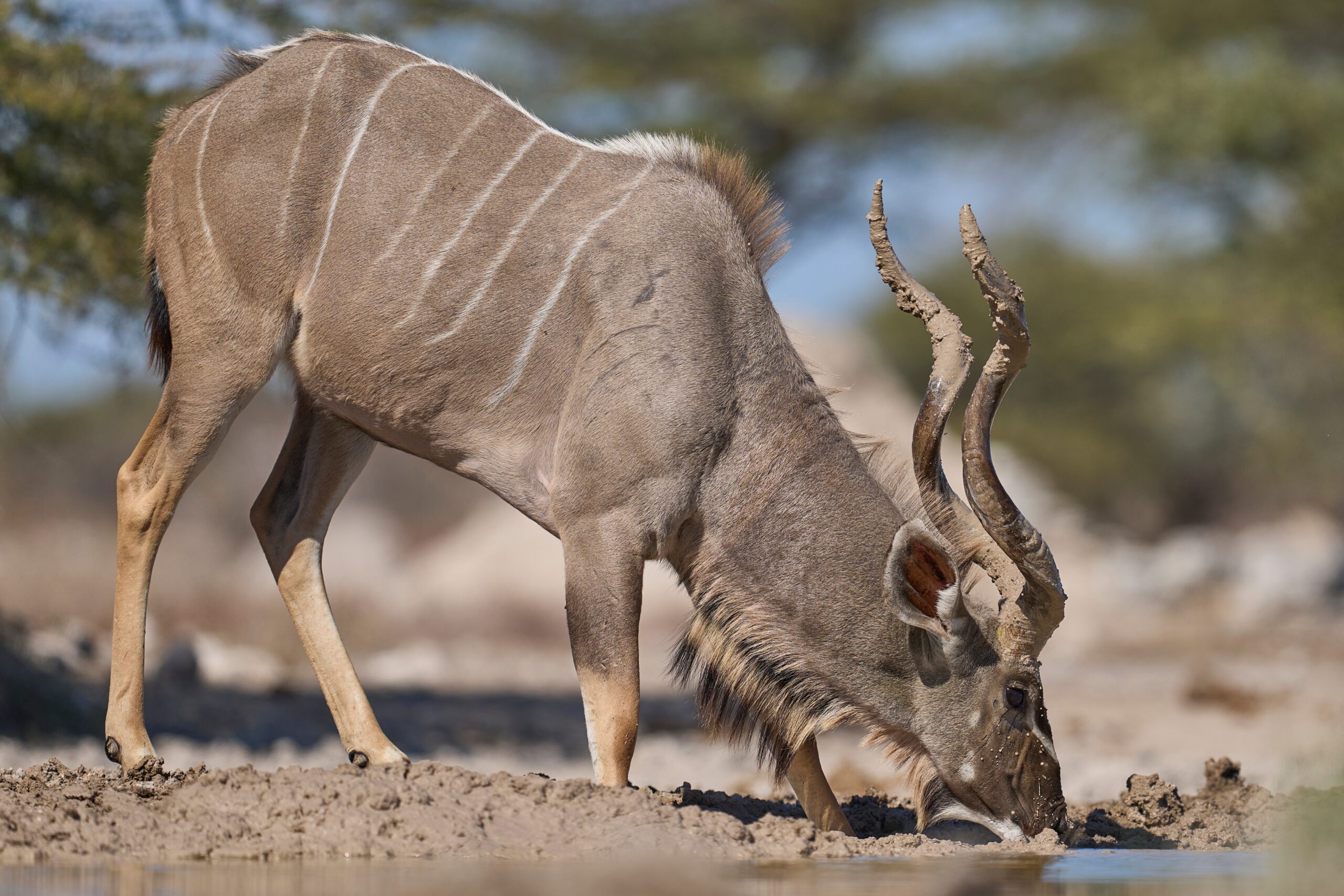 Kudu