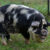 14 Rarest Pig Breeds and Their Distinctive Features