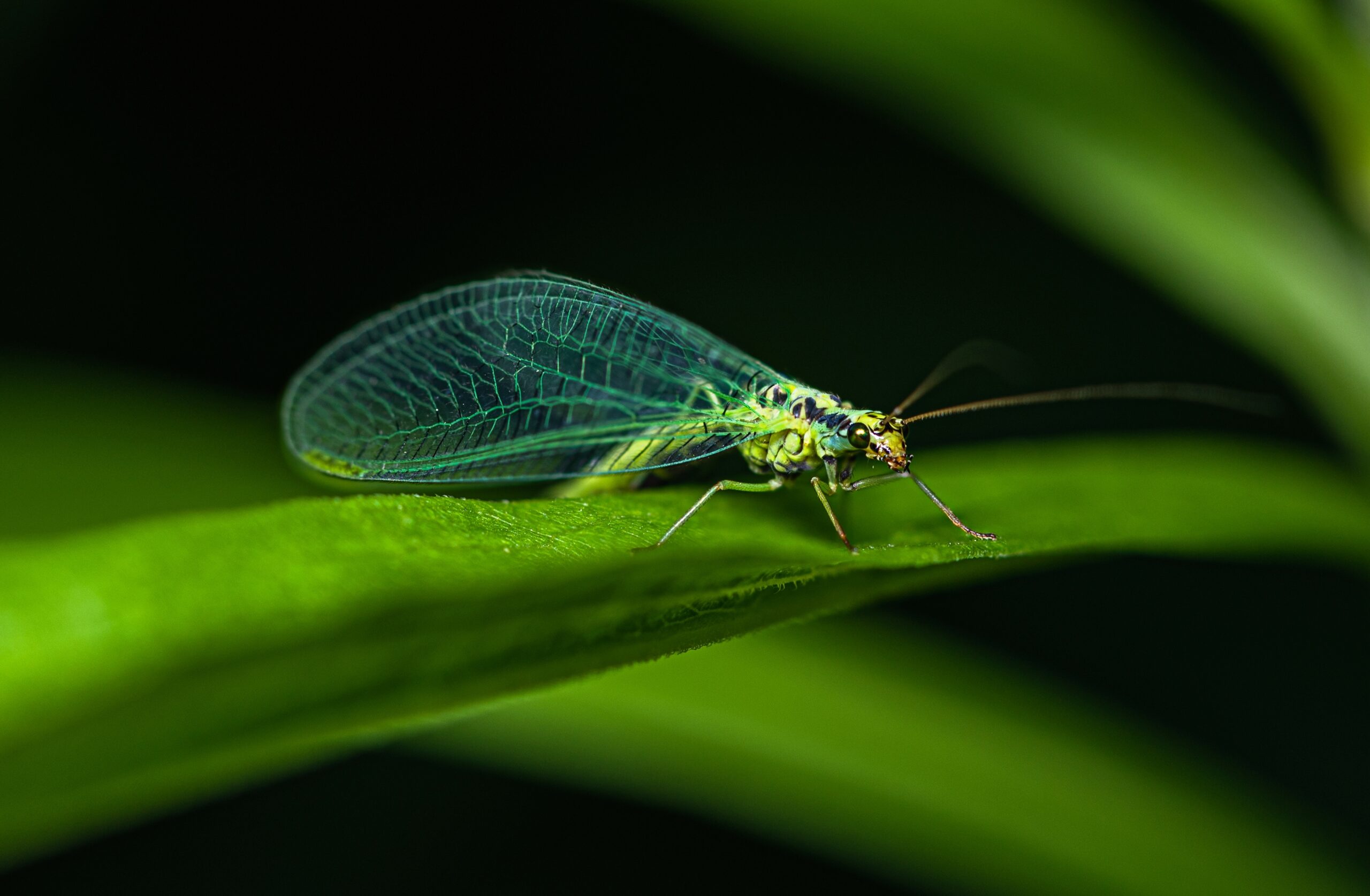 Lacewing