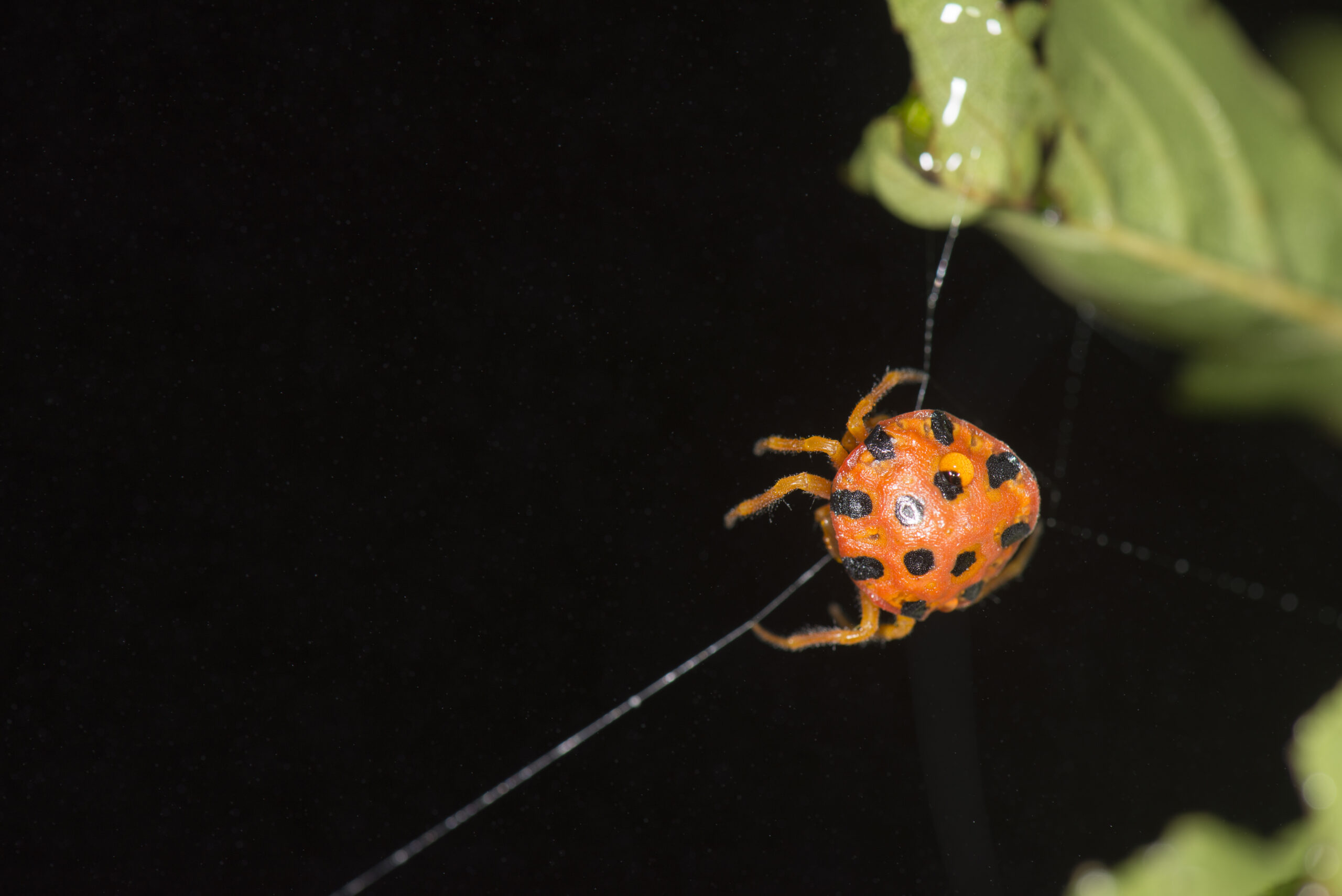 Ladybird Mimic Spider (Paraplectana)