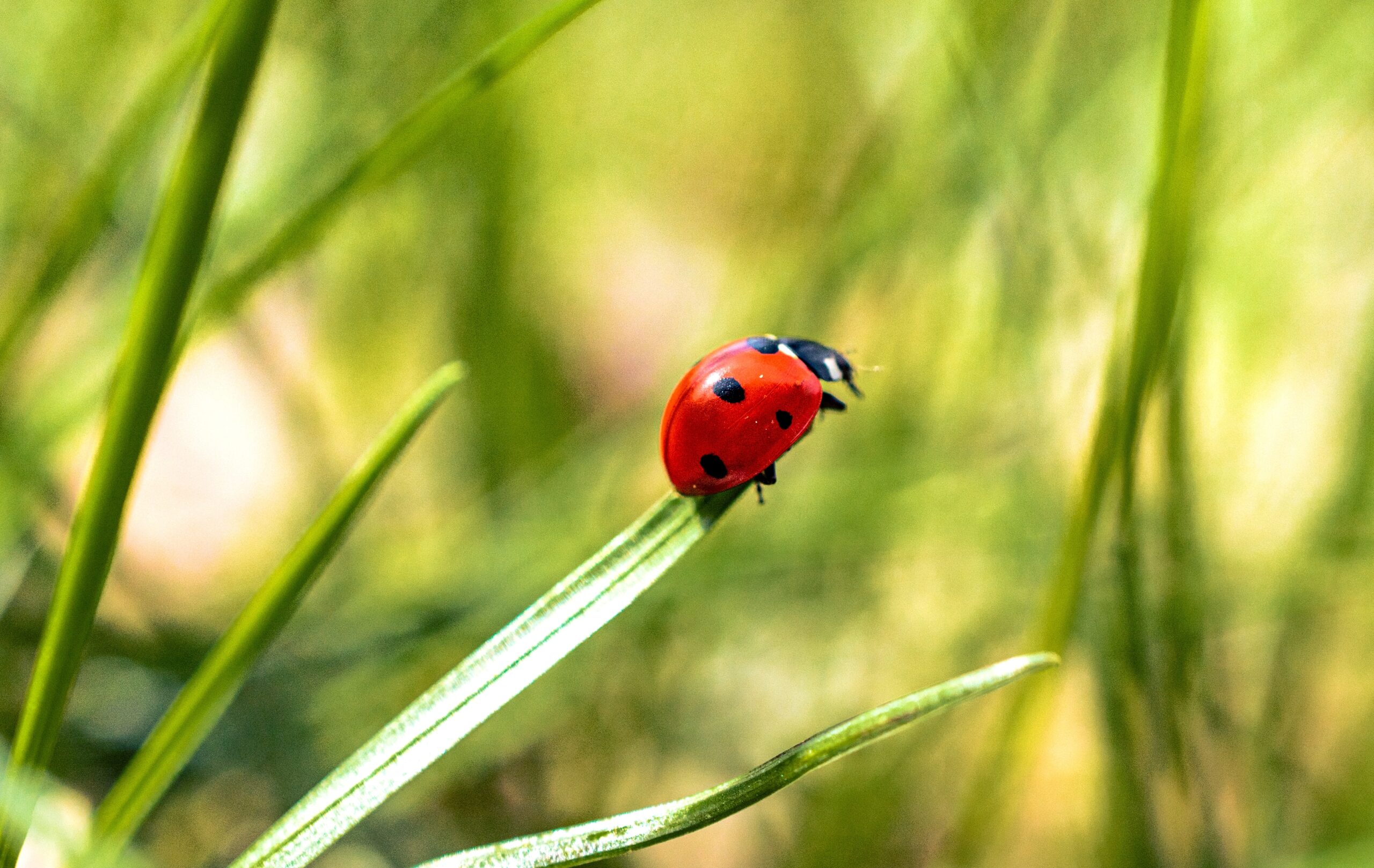 Ladybug