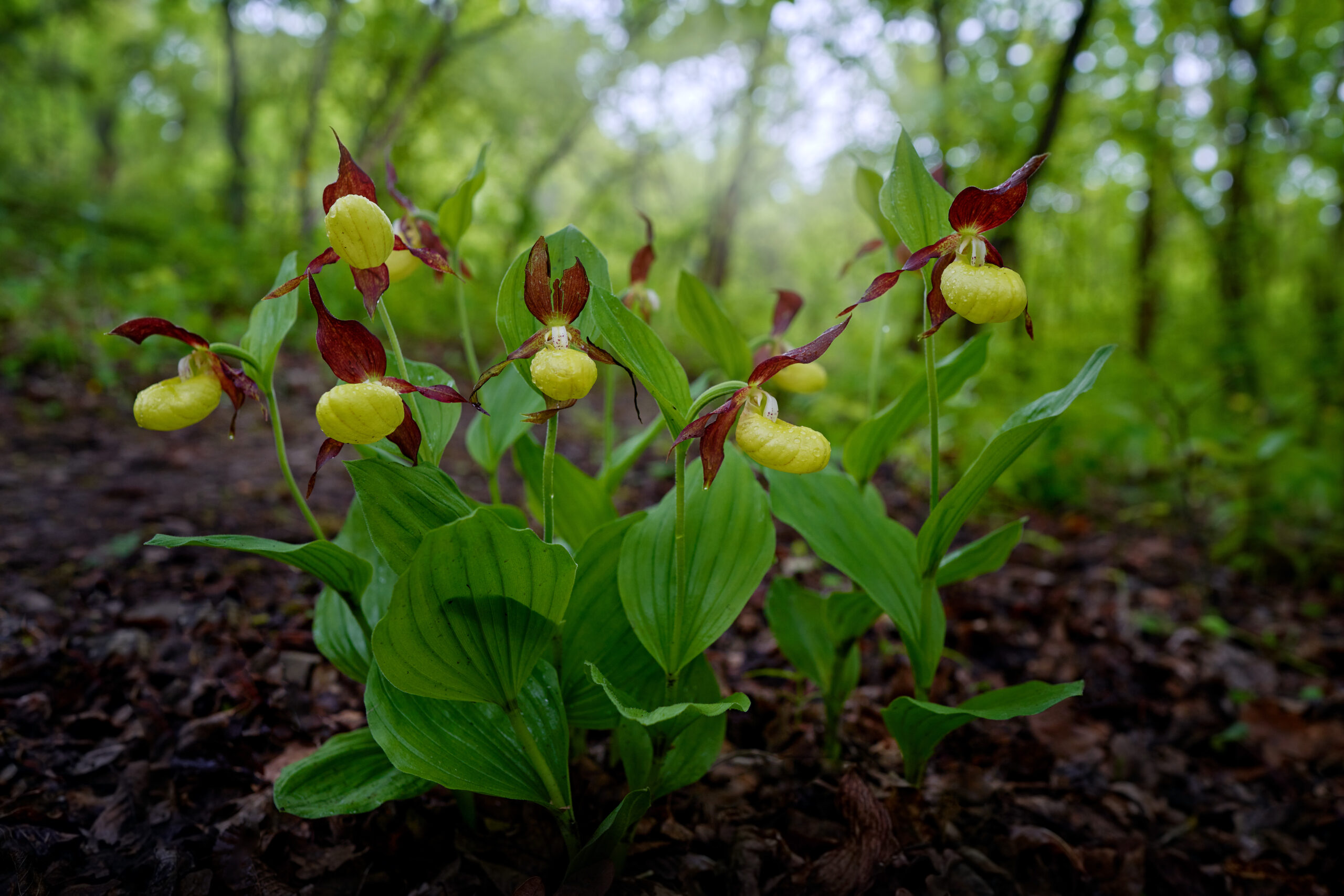 Lady's Slipper Orchid (Cypripedium calceolus)