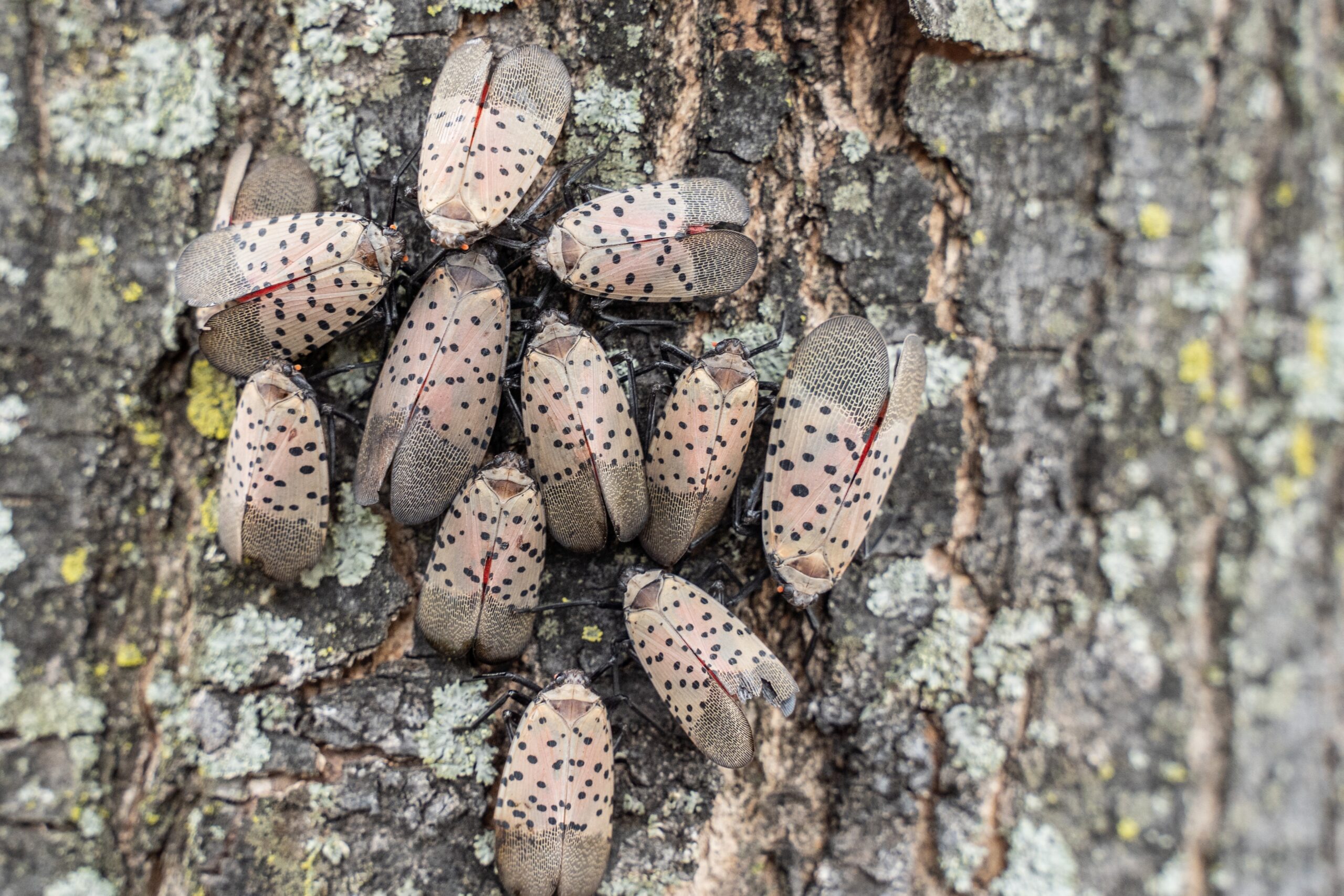 Lanternfly