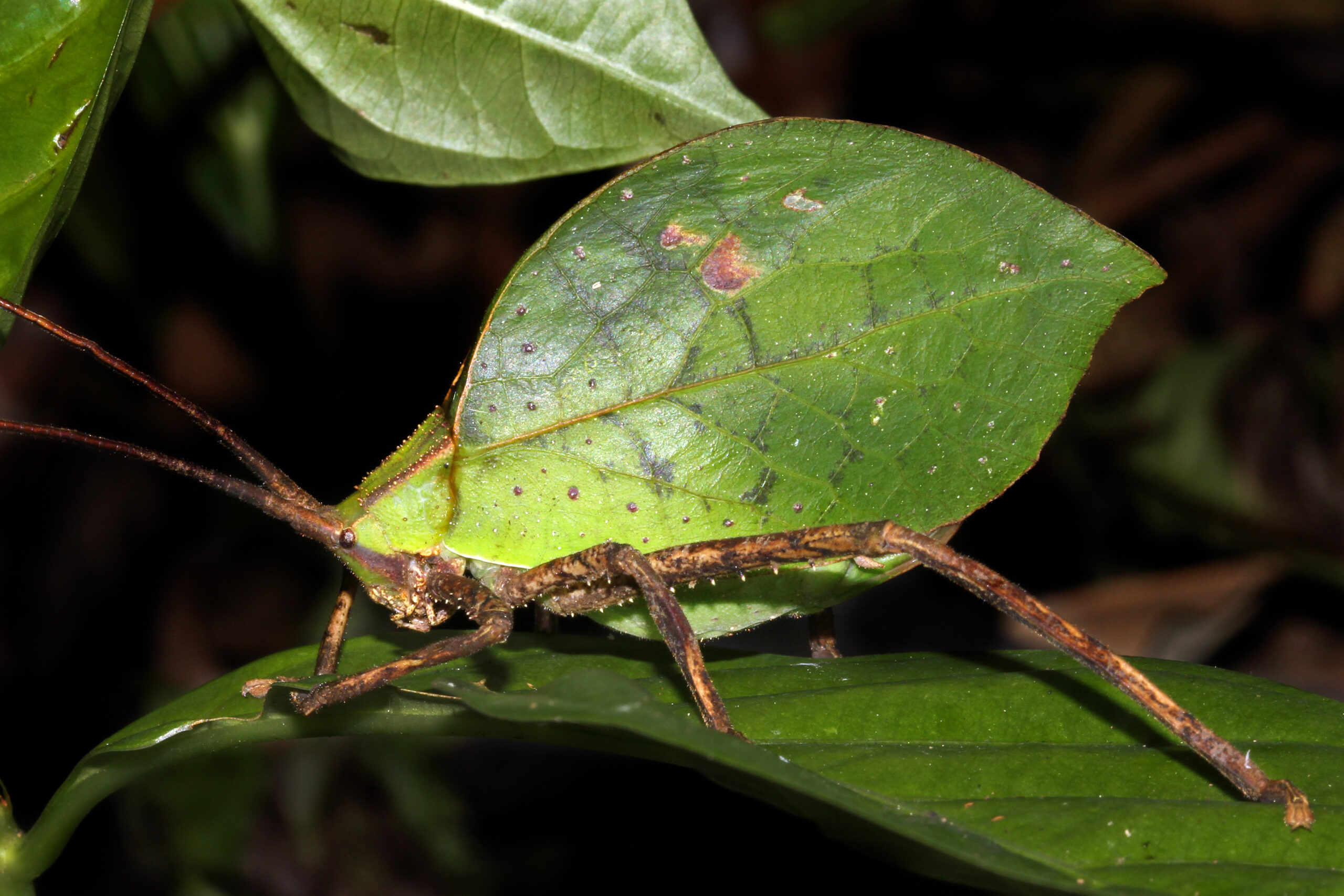 Leaf-Mimic Katydid