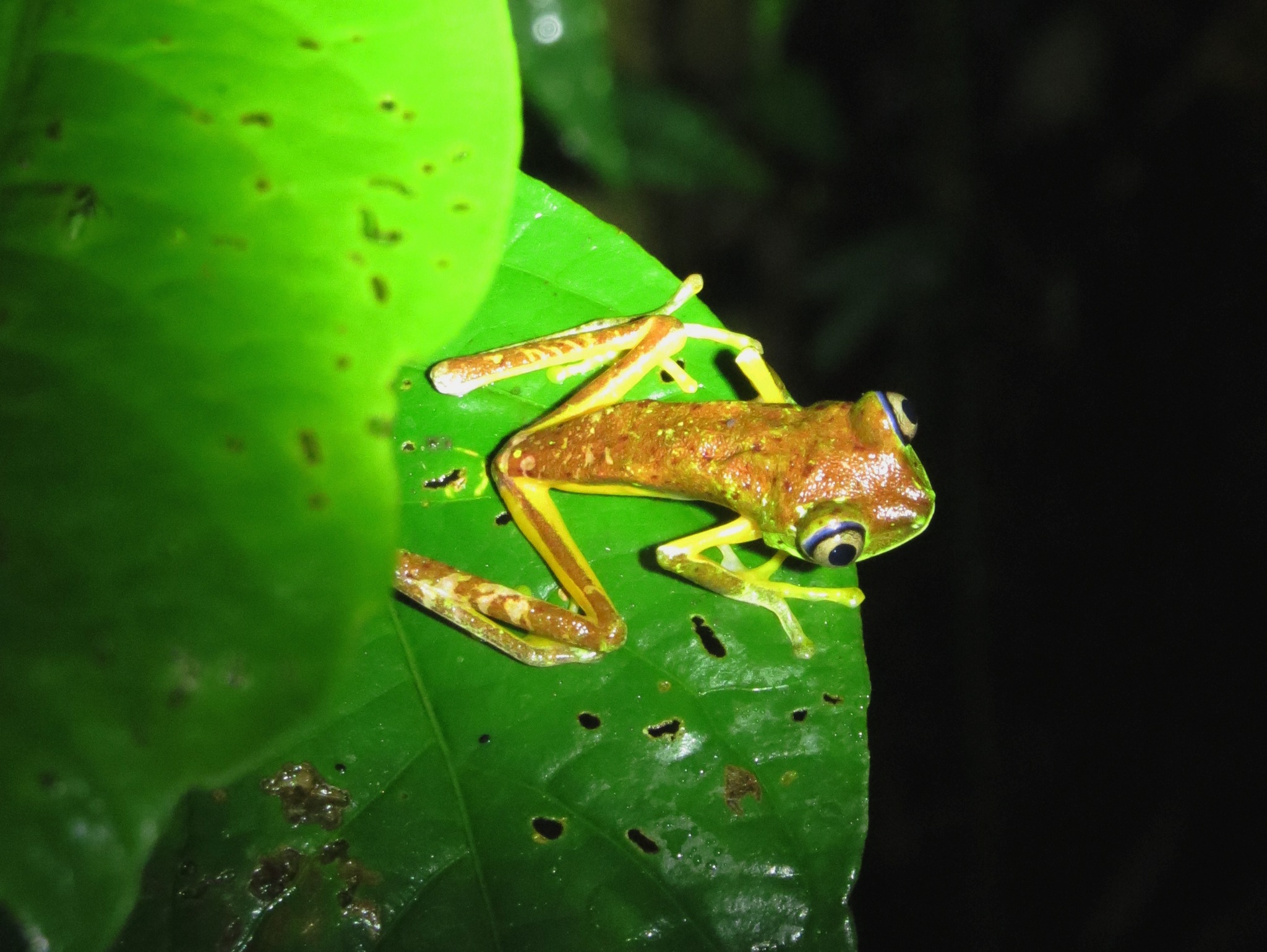 Lemur Leaf Frog